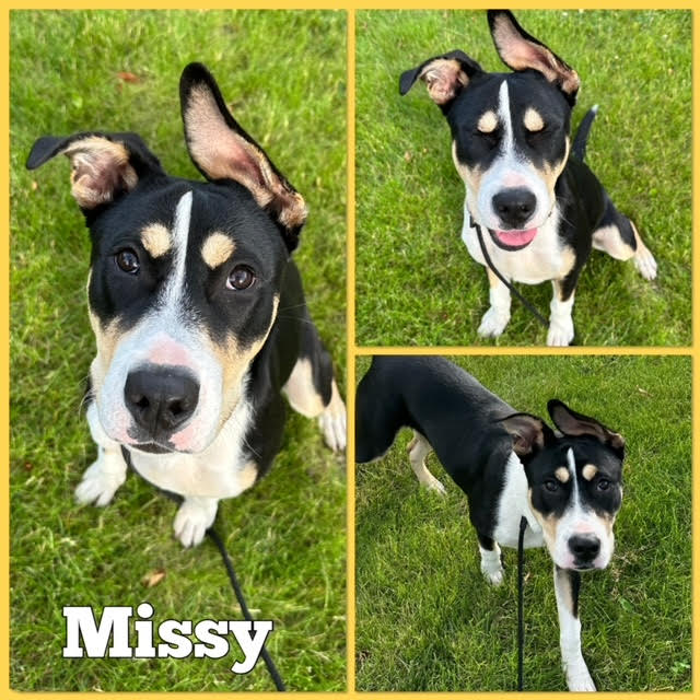 Dog for adoption Missy, a Pit Bull Terrier & Greater Swiss Mountain Dog Mix in Mokena, IL