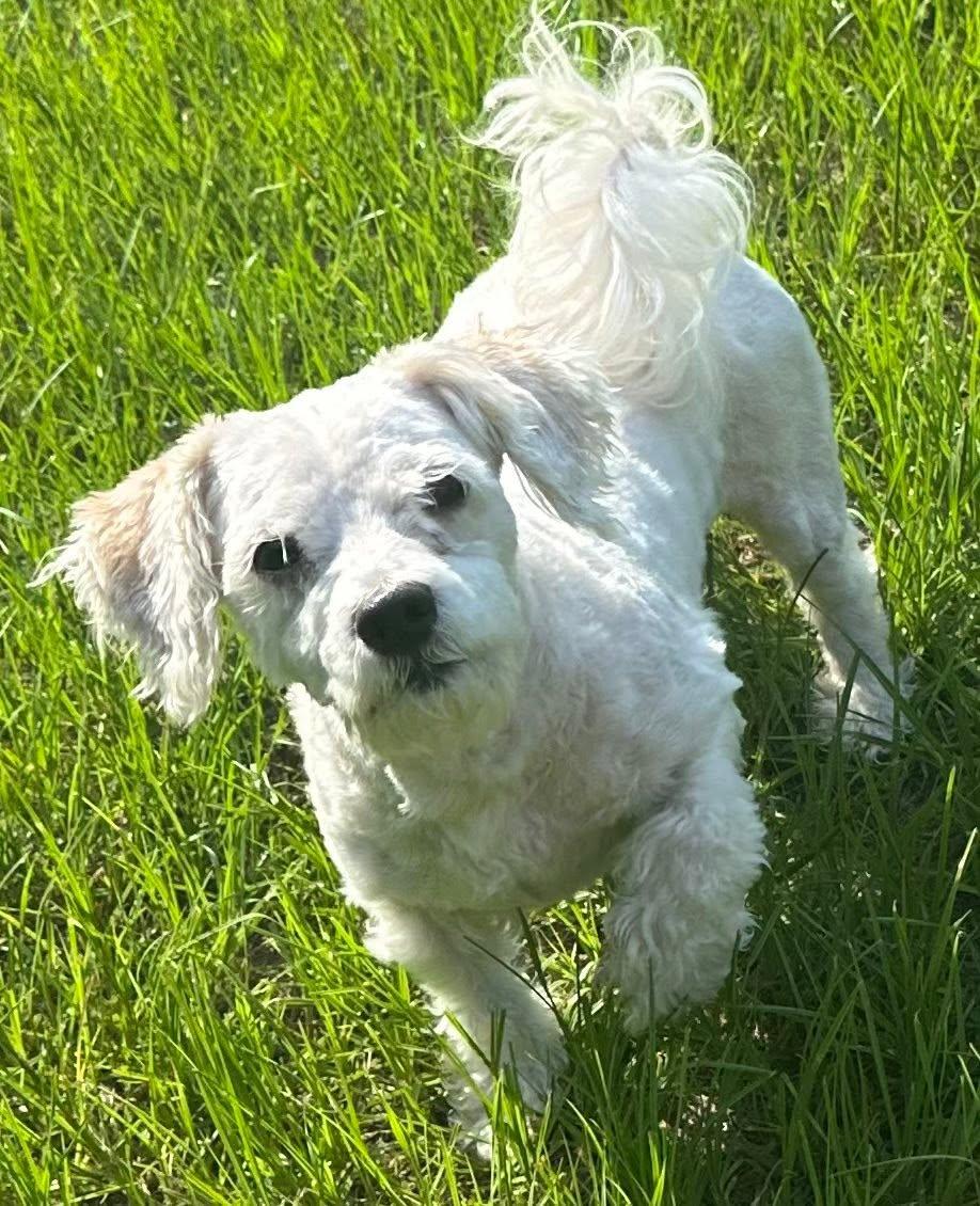 Hank, ADOPTABLE, Young Male Maltese.