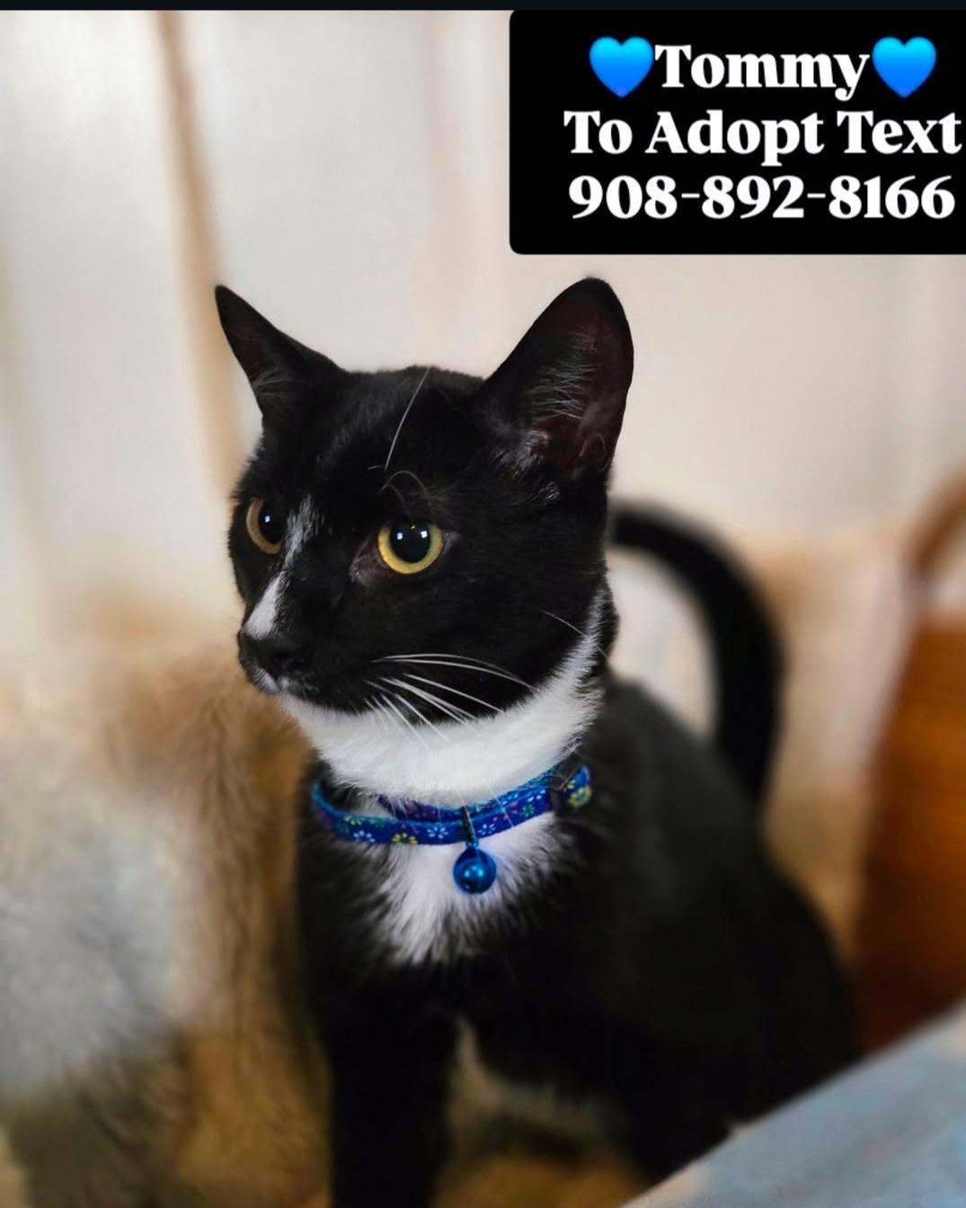 Enlarge TOMMY, a ADOPTABLE mixed breed in Bridgewater, NJ image 4/5