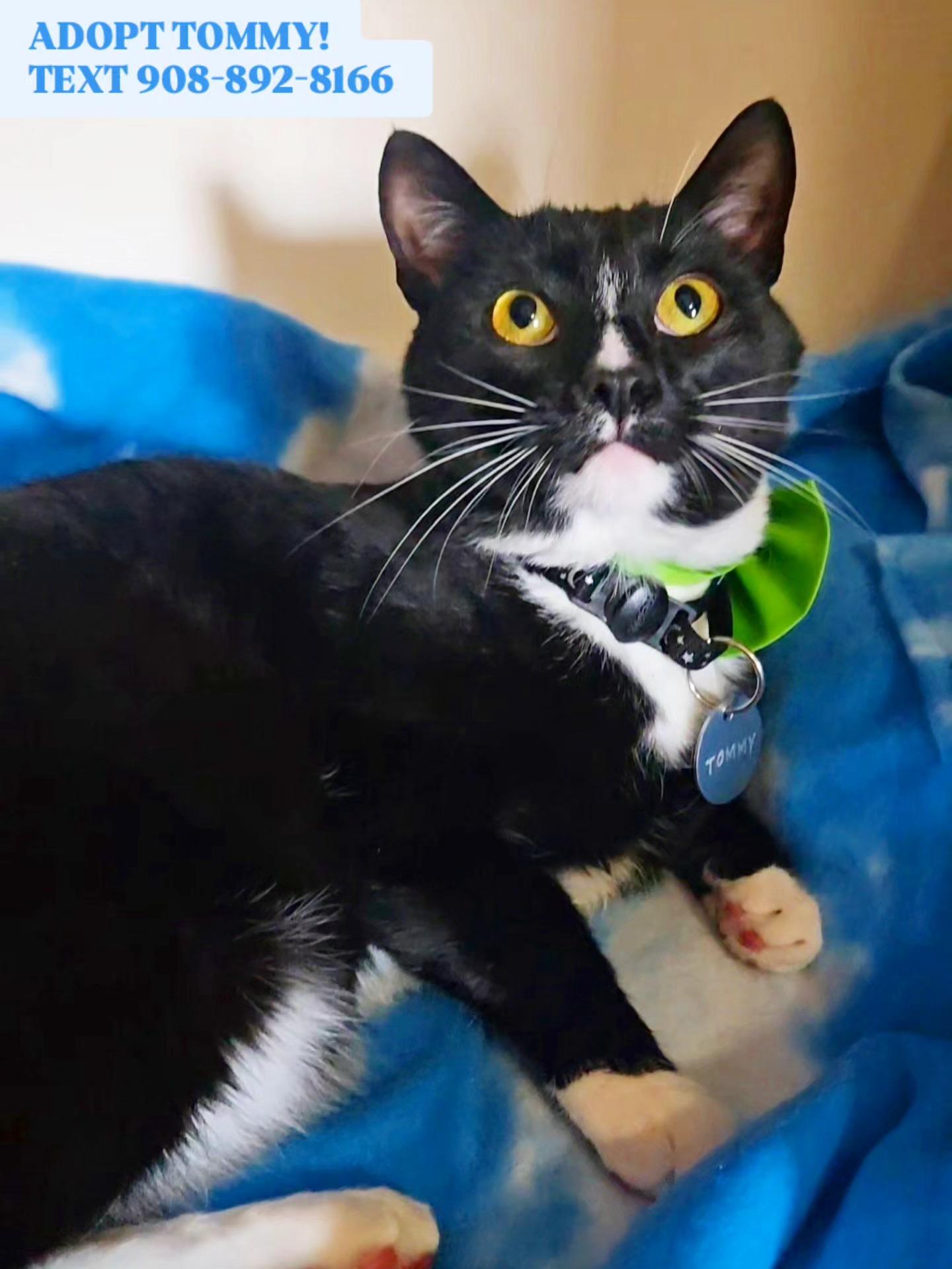 Enlarge TOMMY, a ADOPTABLE mixed breed in Bridgewater, NJ image 2/5