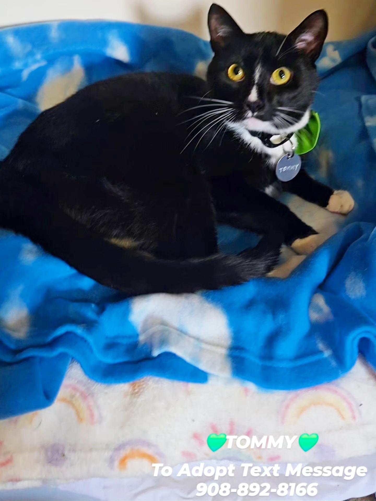 Enlarge TOMMY, a ADOPTABLE mixed breed in Bridgewater, NJ image 3/5