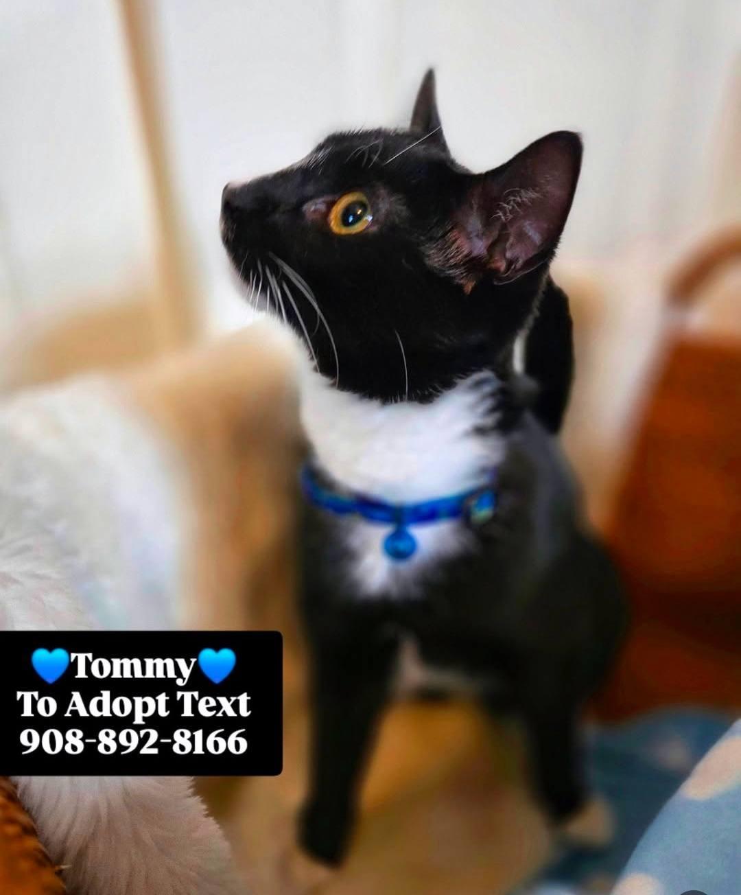 Enlarge TOMMY, a ADOPTABLE mixed breed in Bridgewater, NJ image 5/5