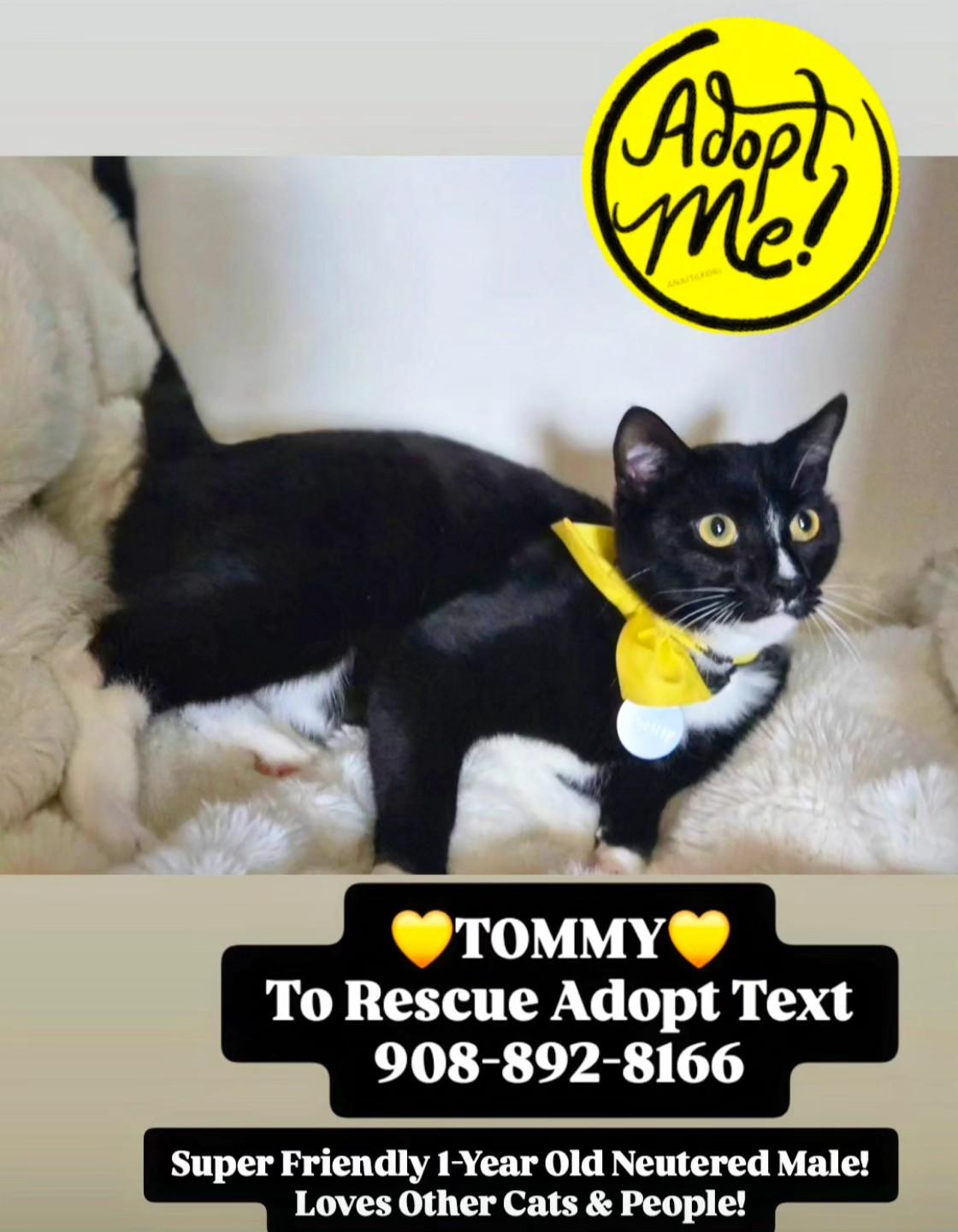 TOMMY, ADOPTABLE, Young Male Domestic Short Hair.