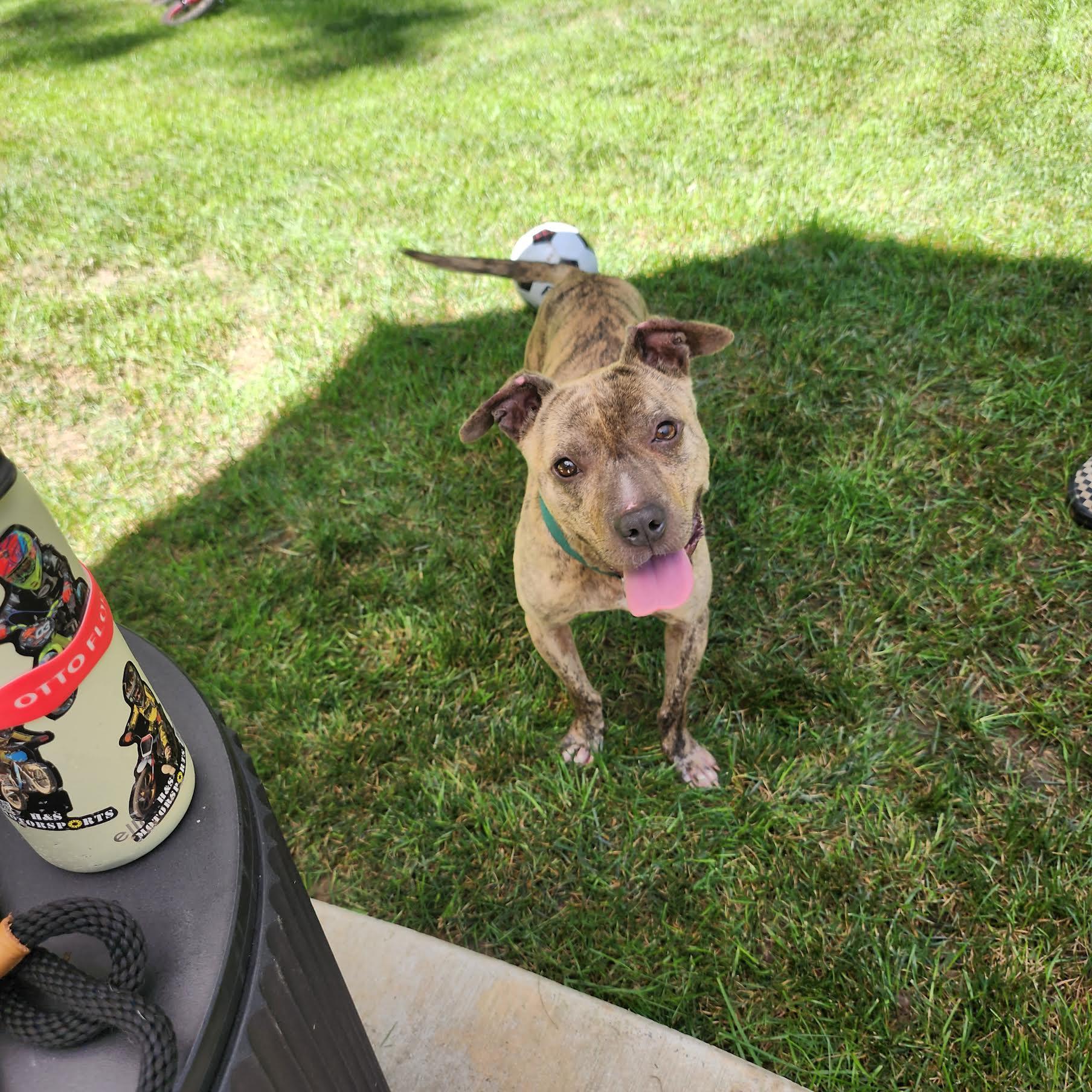 Enlarge Fable, a ADOPTABLE mixed breed in Cumming, GA image 5/5