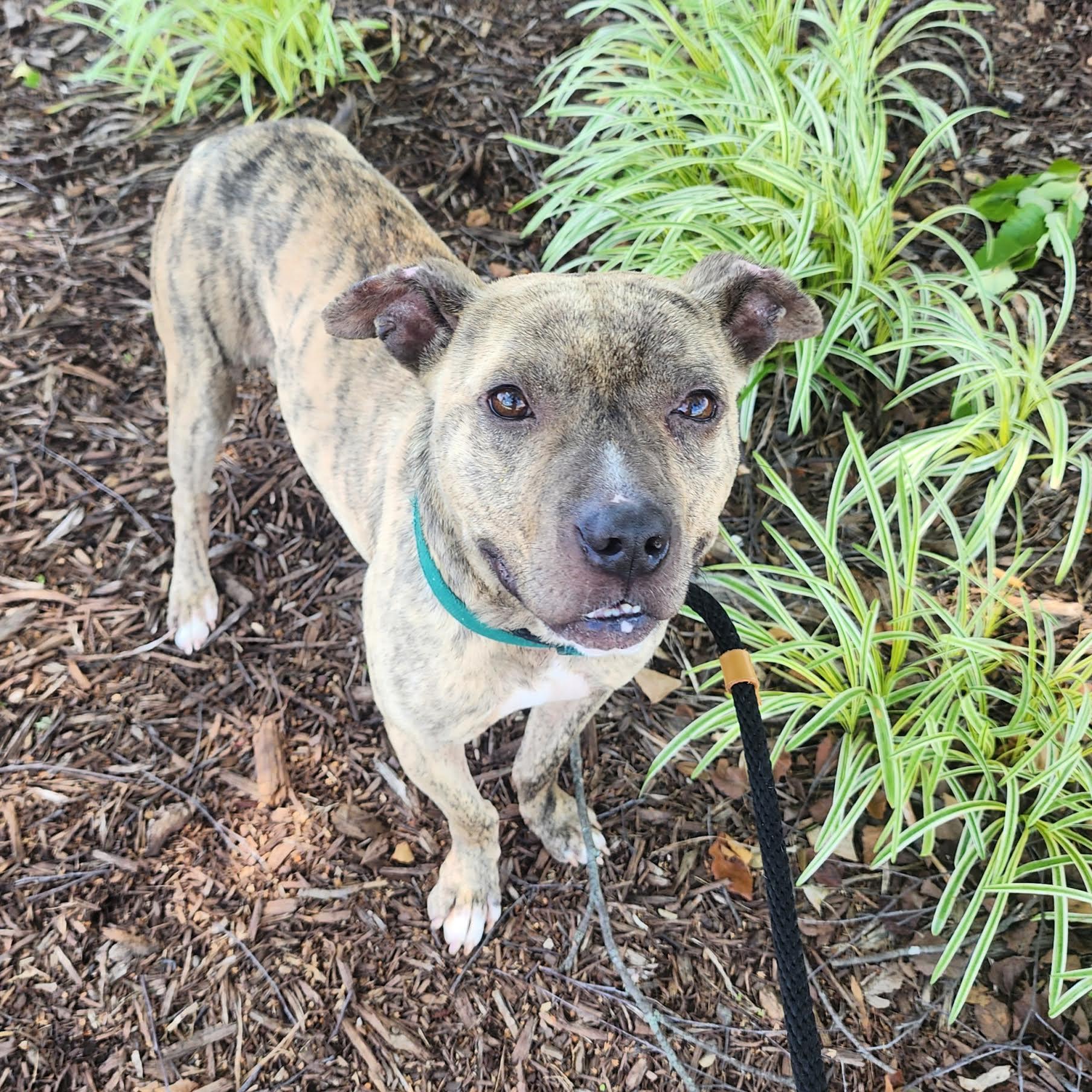 Enlarge Fable, a ADOPTABLE mixed breed in Cumming, GA image 4/5