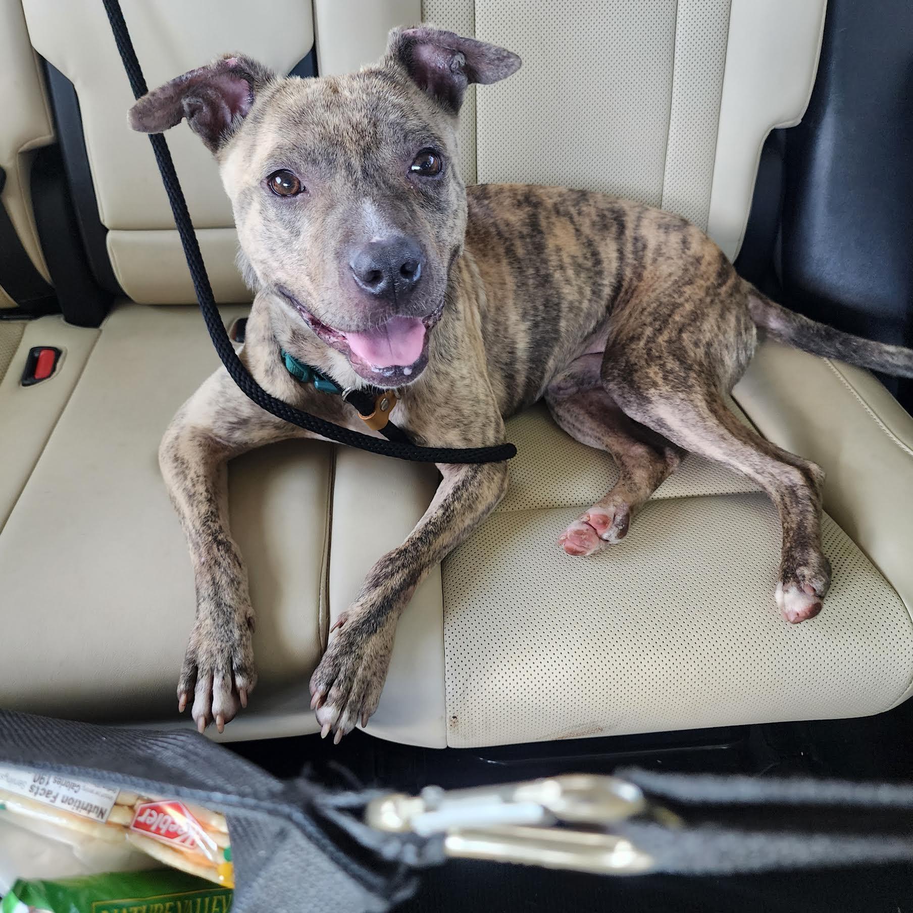 Enlarge Fable, a ADOPTABLE mixed breed in Cumming, GA image 2/5