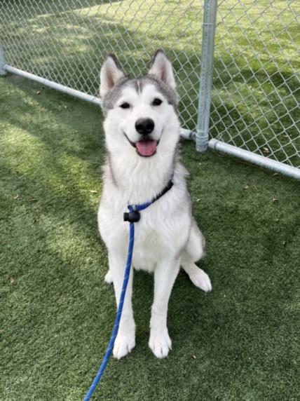 REIGN, Adoptable, Adult Female Siberian Husky.