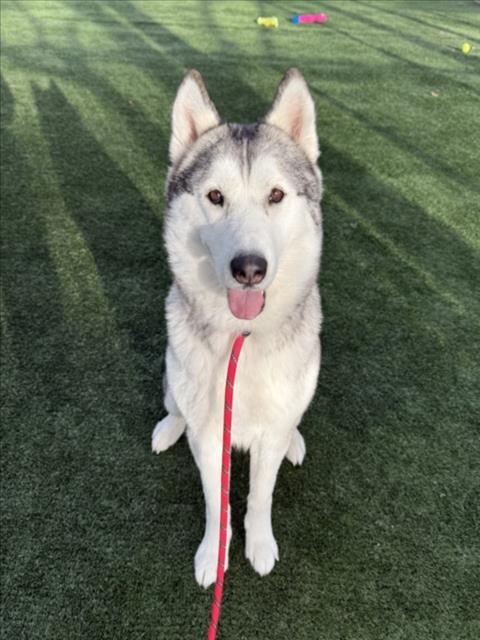 REIGN, Adoptable, Adult Female Siberian Husky.