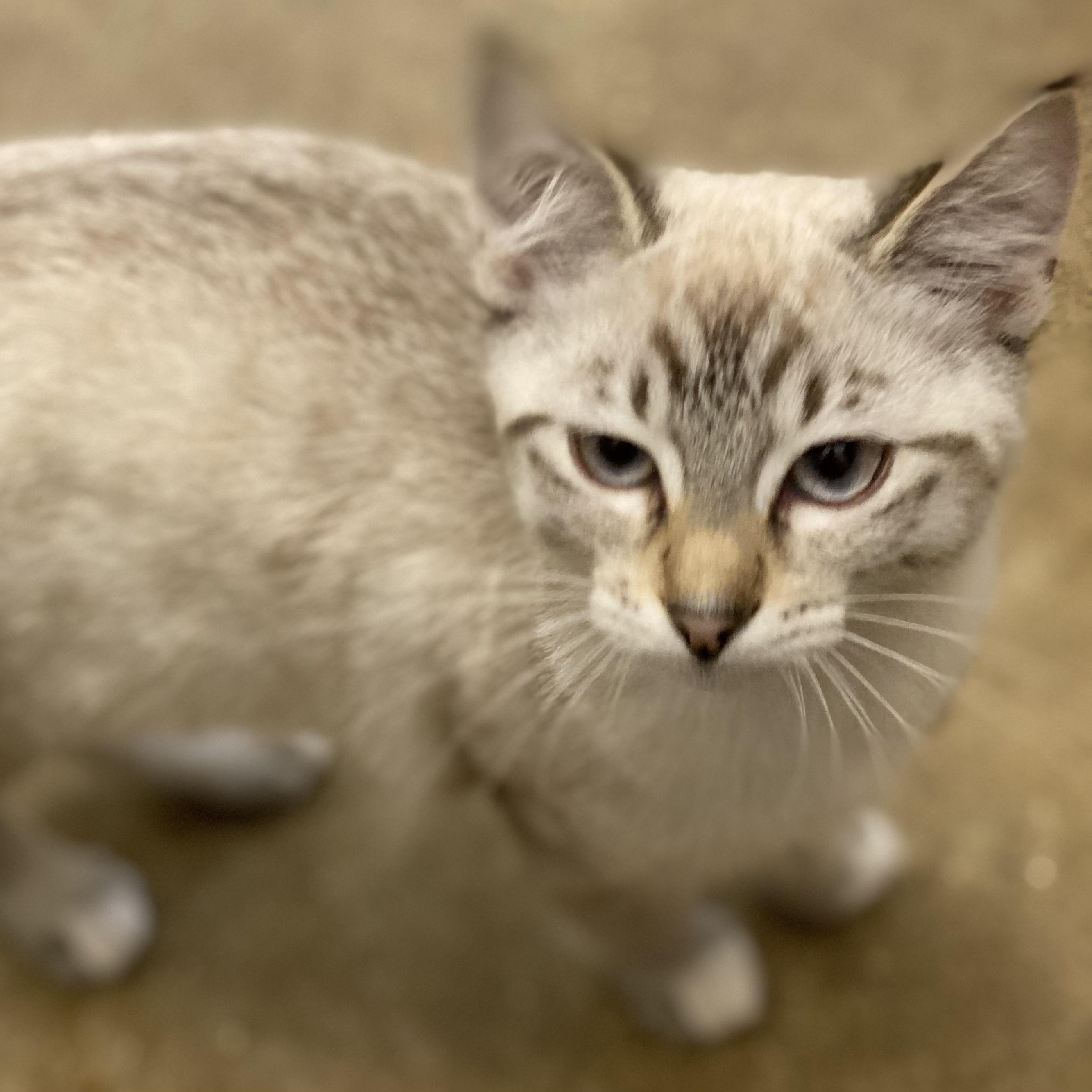 Enlarge Galore, a Adopted mixed breed in Stanwood, WA image 1/6