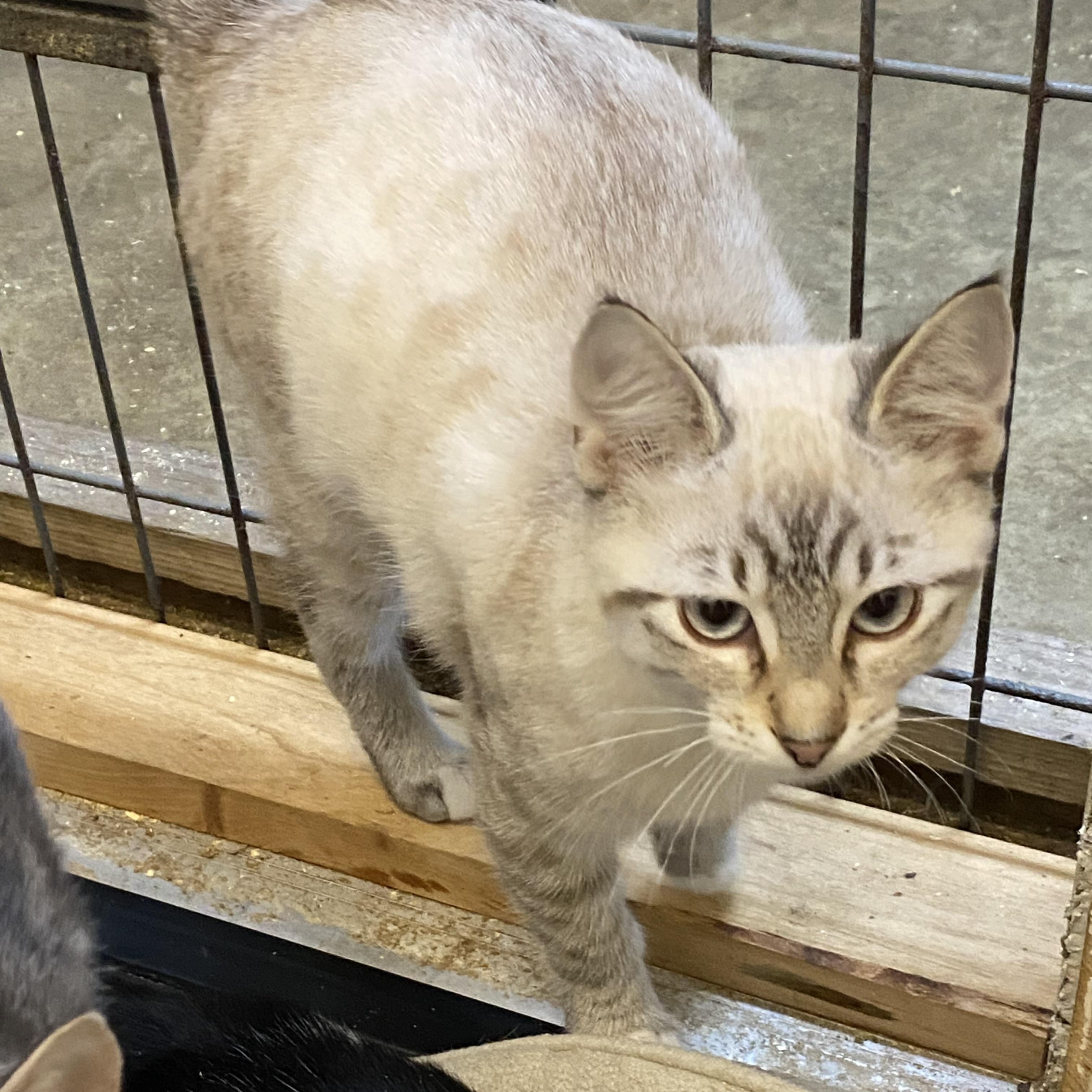 Enlarge Galore, a Adopted mixed breed in Stanwood, WA image 2/6