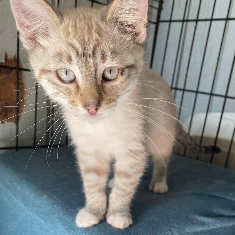 Enlarge Galore, a Adopted mixed breed in Stanwood, WA image 4/6