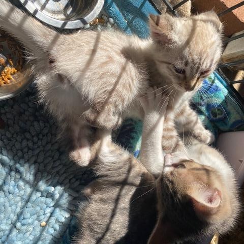 Enlarge Galore, a Adopted mixed breed in Stanwood, WA image 6/6