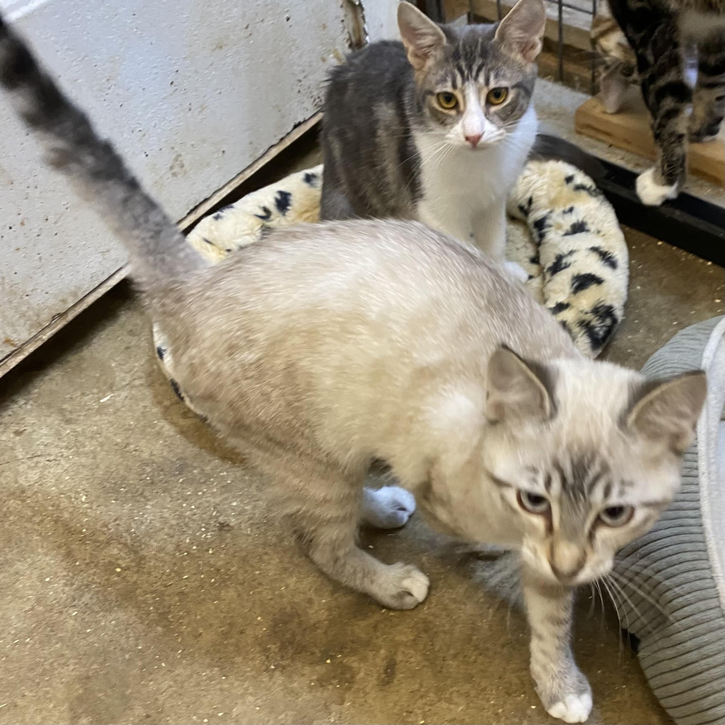 Enlarge Galore, a Adopted mixed breed in Stanwood, WA image 3/6