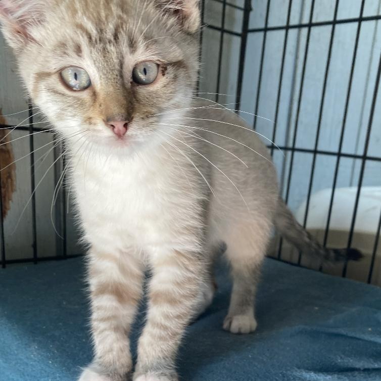 Enlarge Galore, a Adopted mixed breed in Stanwood, WA image 5/6