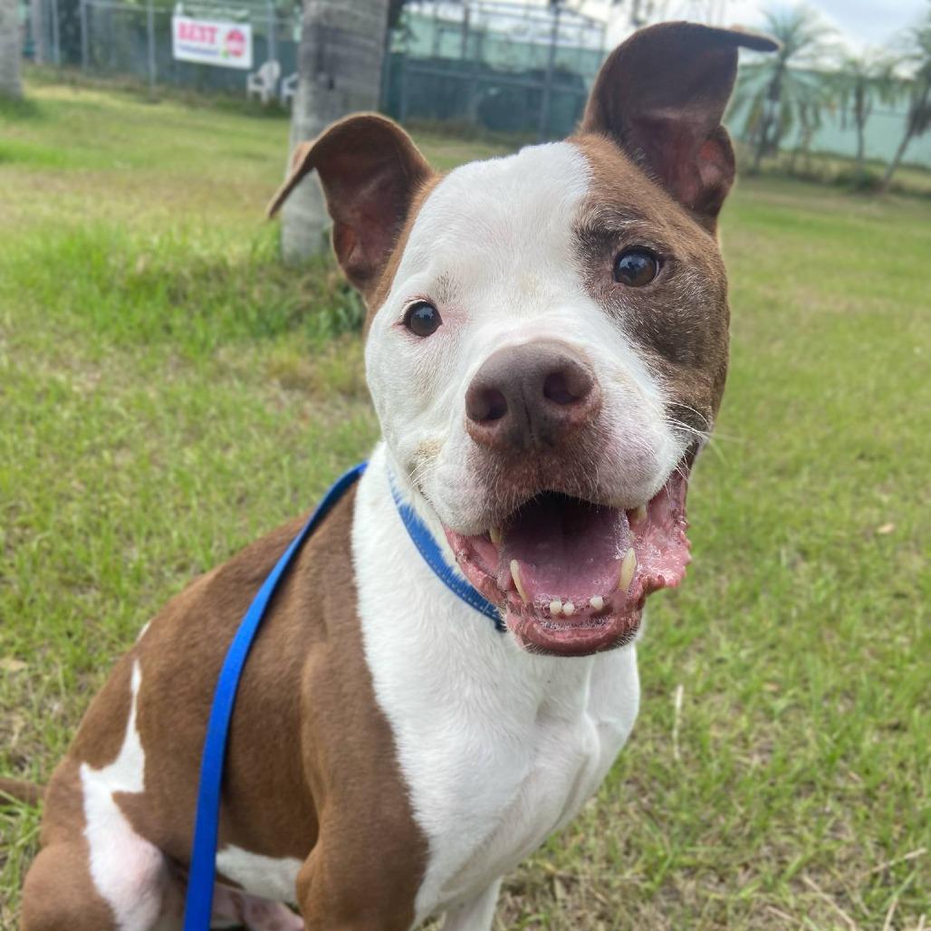 Tyson, Adoptable, Senior Male Pit Bull Terrier.
