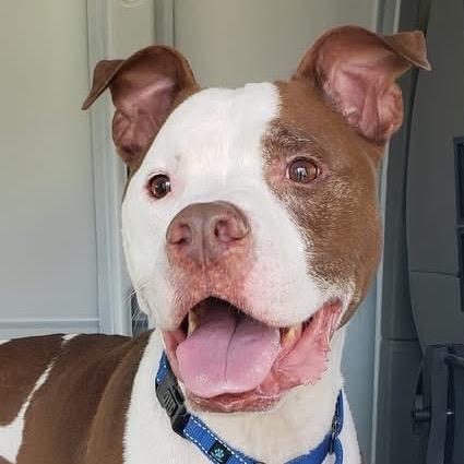 Enlarge Tyson, a Adoptable Pit Bull Terrier in Sarasota, FL image 2/6