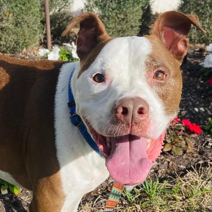 Tyson — thumbnail 4