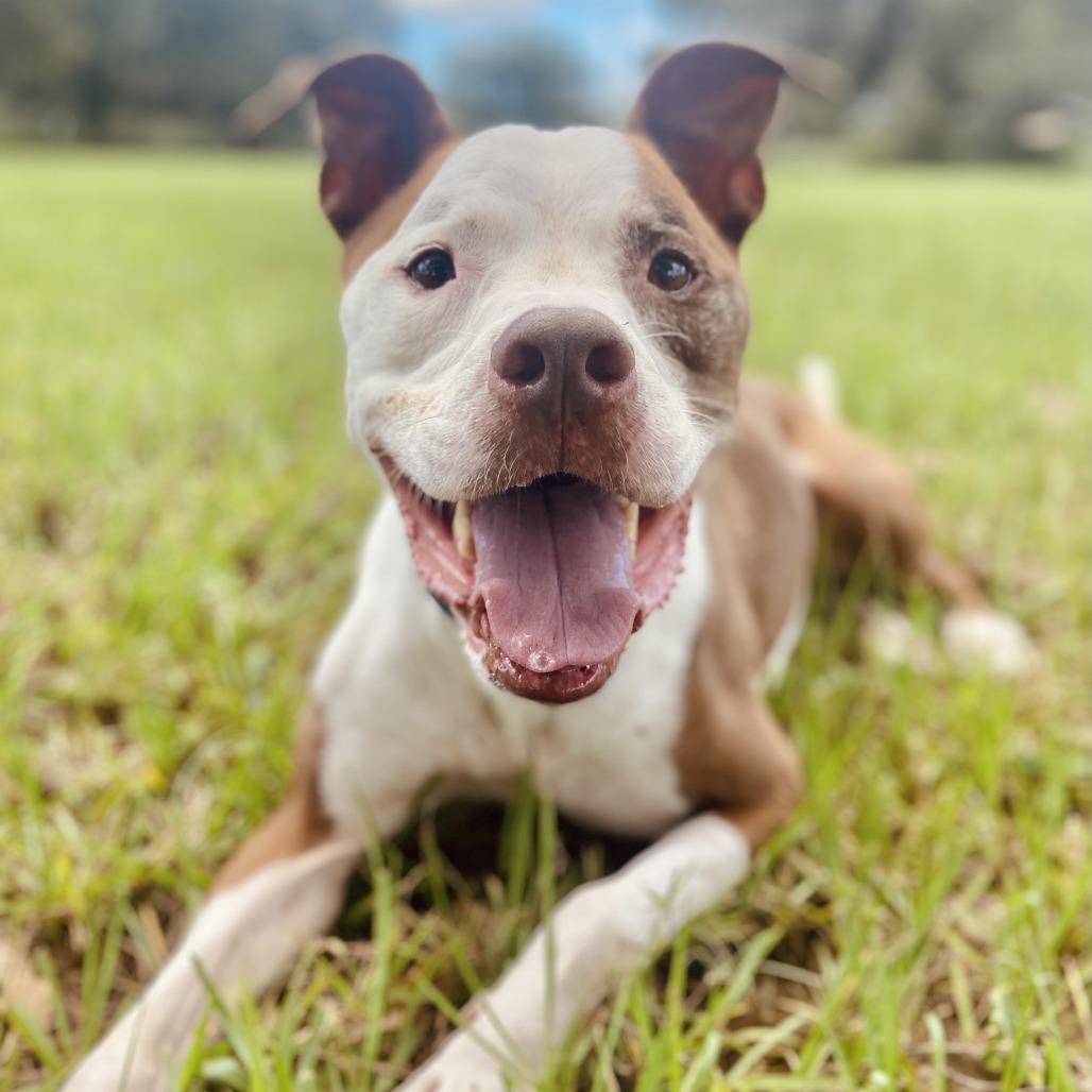 Enlarge Tyson, a Adoptable Pit Bull Terrier in Sarasota, FL image 4/6