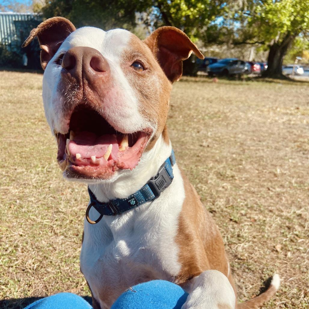 Enlarge Tyson, a Adoptable Pit Bull Terrier in Sarasota, FL image 5/6