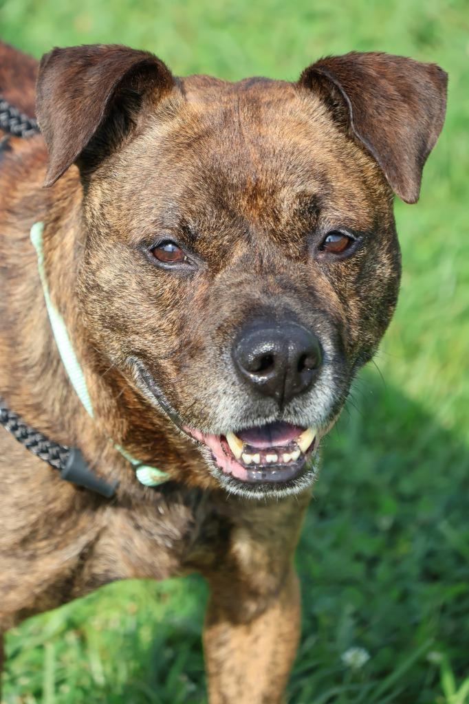 Dizzy, a Adoptable mixed breed in Columbia, TN image 1/5