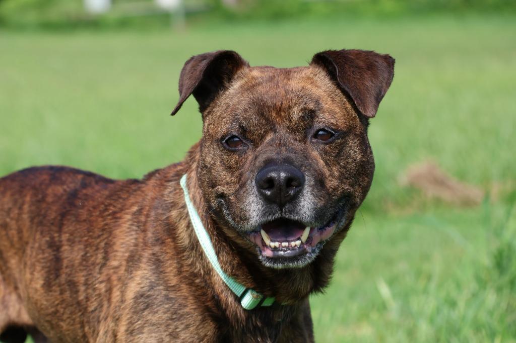 Dizzy, a Adoptable mixed breed in Columbia, TN image 2/5
