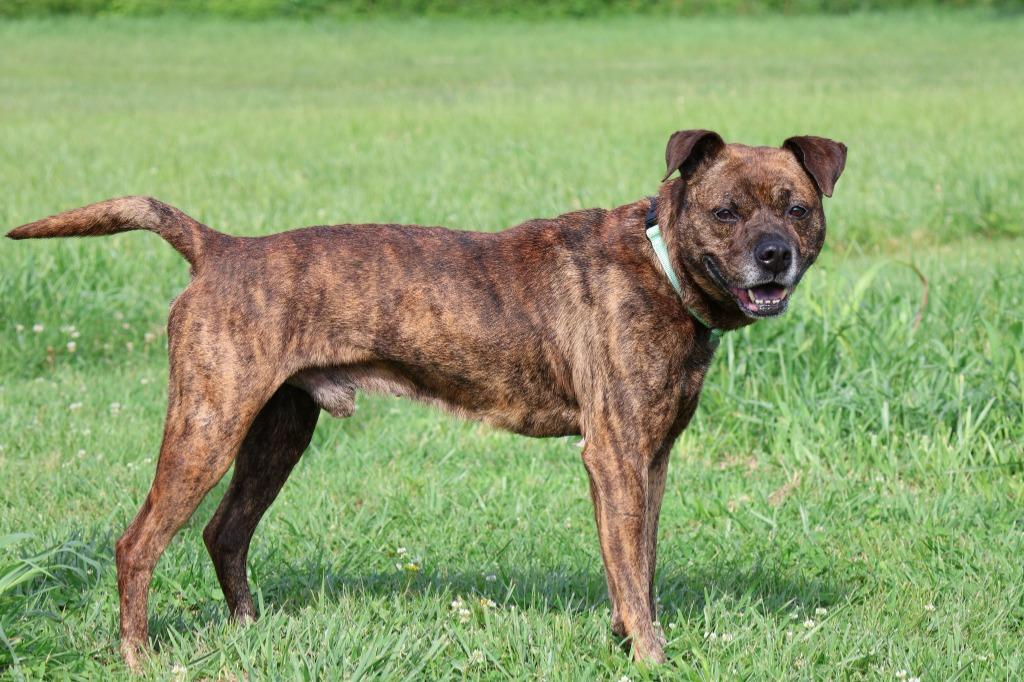 Dizzy, a Adoptable mixed breed in Columbia, TN image 3/5