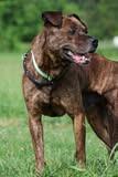 Dizzy, a Adoptable mixed breed in Columbia, TN image 4/5