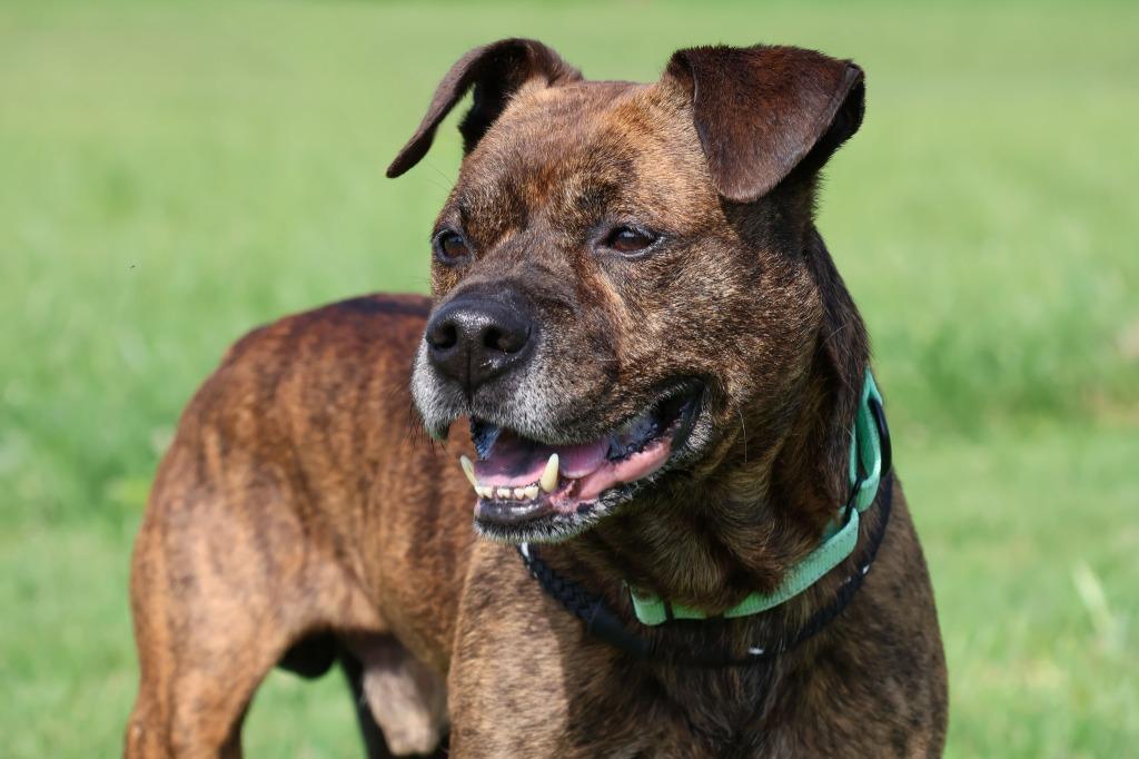 Dizzy, a Adoptable mixed breed in Columbia, TN image 5/5