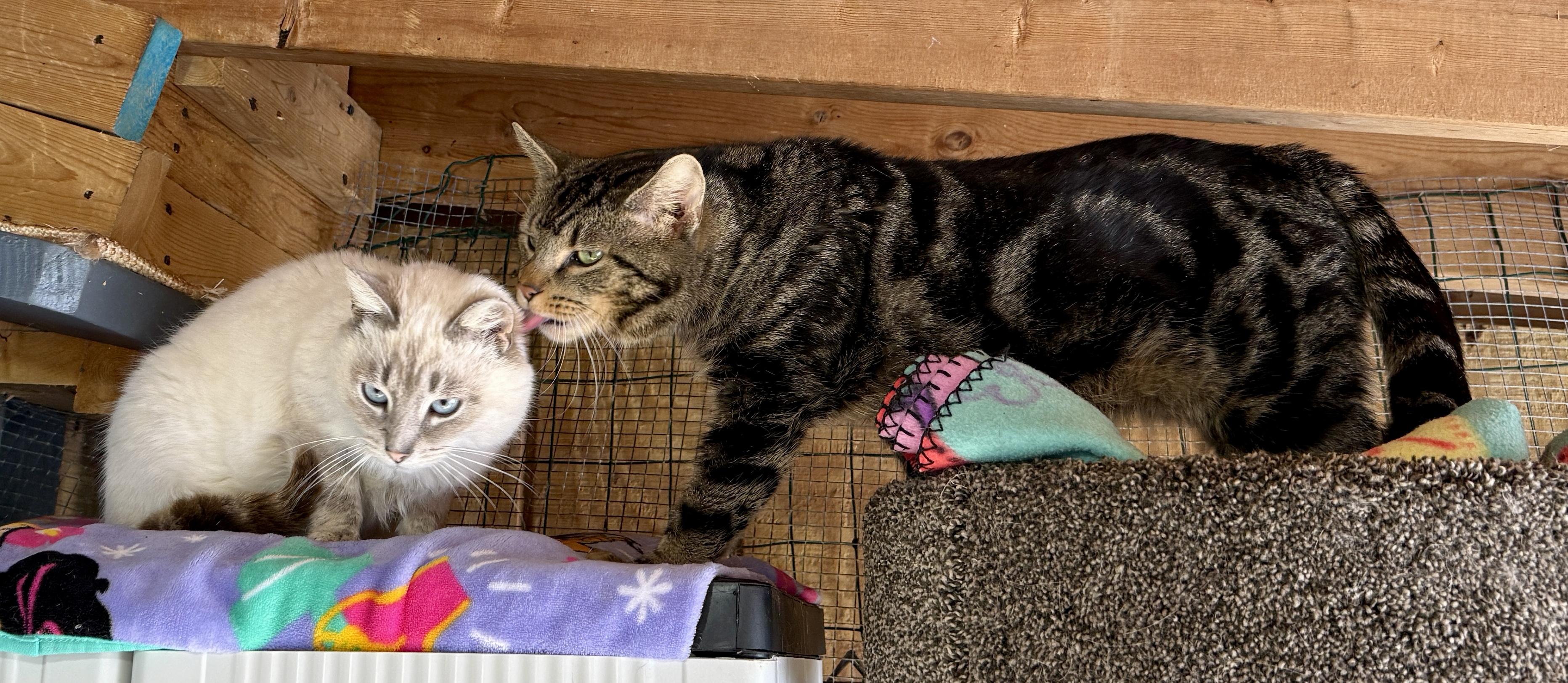 George McFly, a ADOPTABLE Domestic Short Hair in Ashland, OH image 4/6