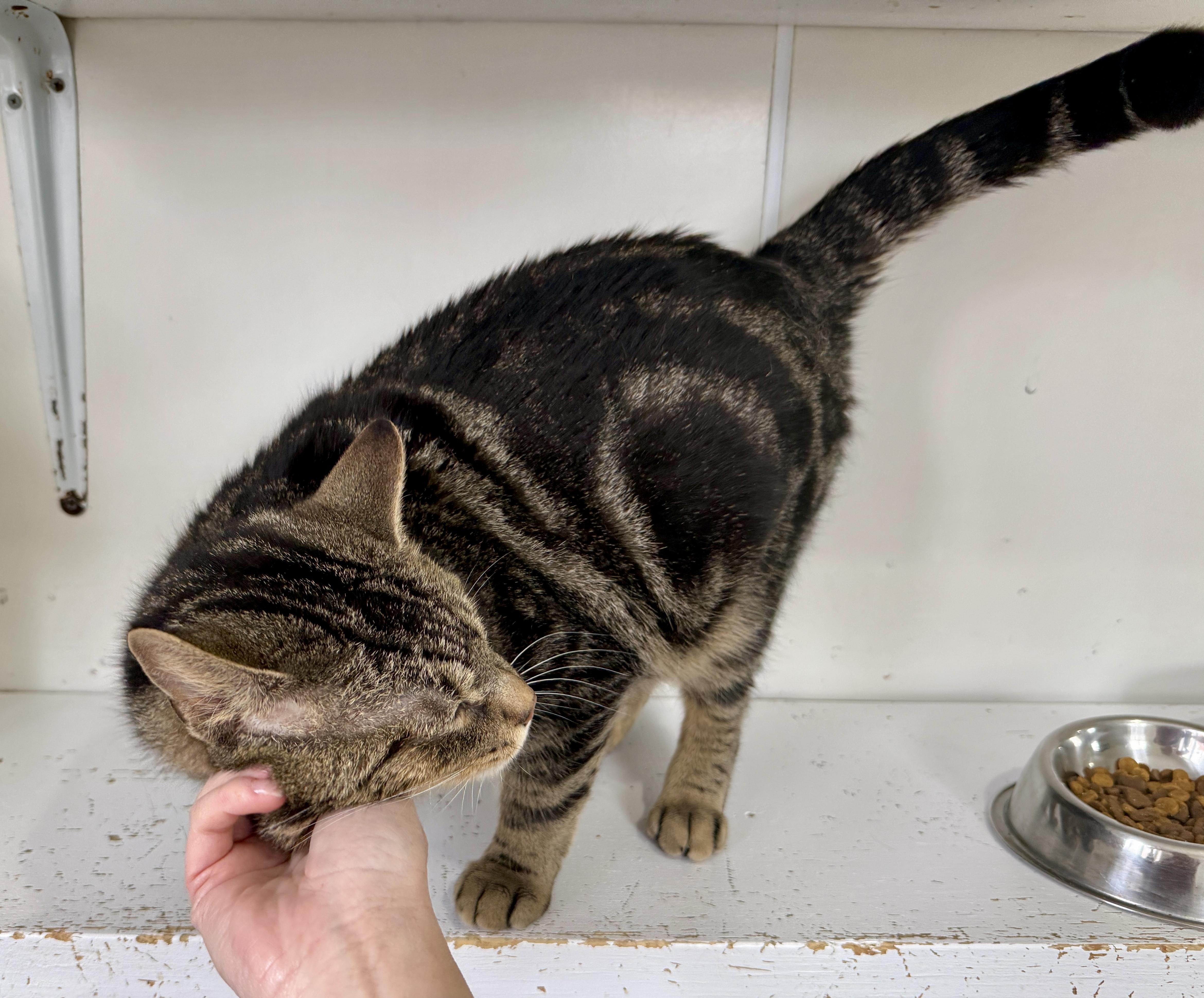 George McFly, a ADOPTABLE Domestic Short Hair in Ashland, OH image 5/6