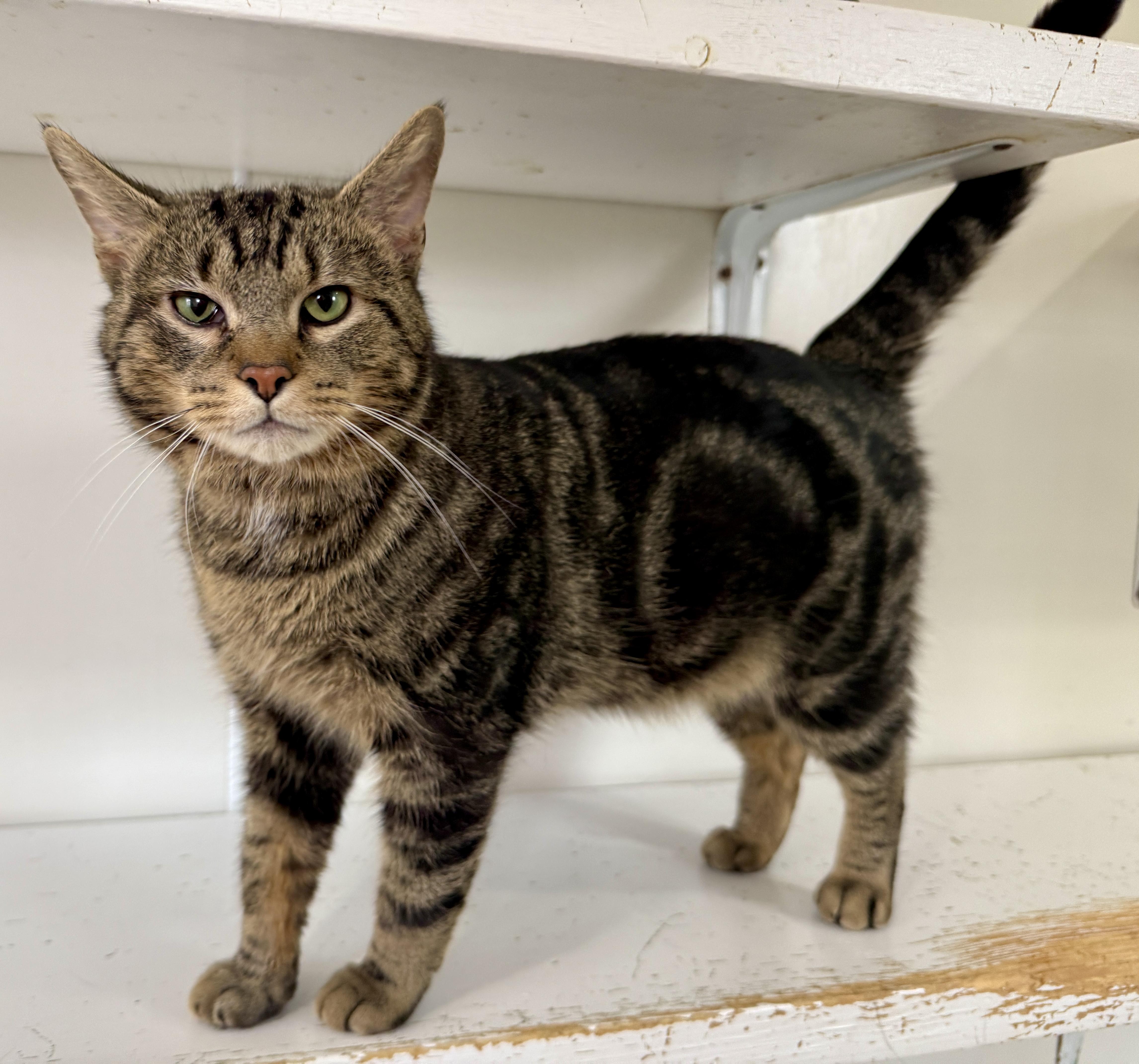 George McFly, a ADOPTABLE Domestic Short Hair in Ashland, OH image 2/6
