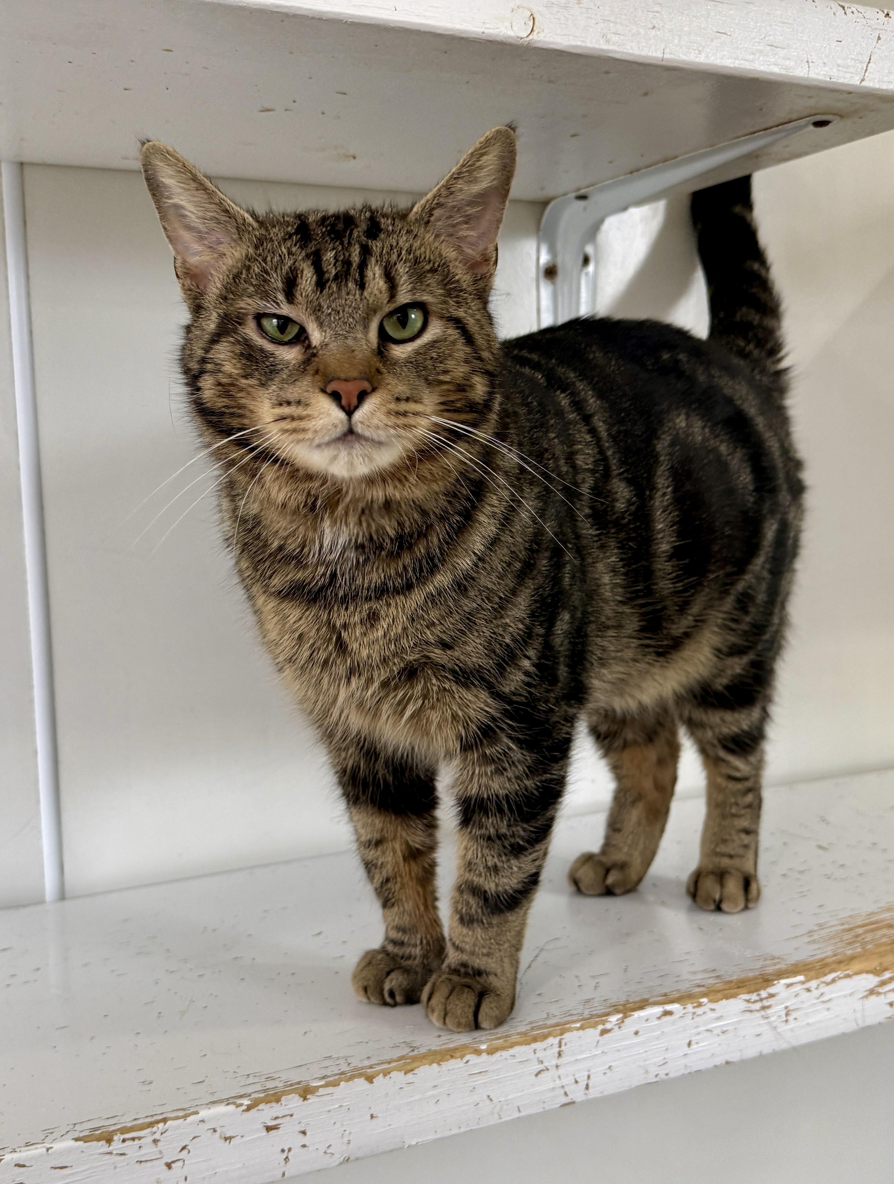 George McFly, a ADOPTABLE Domestic Short Hair in Ashland, OH image 6/6