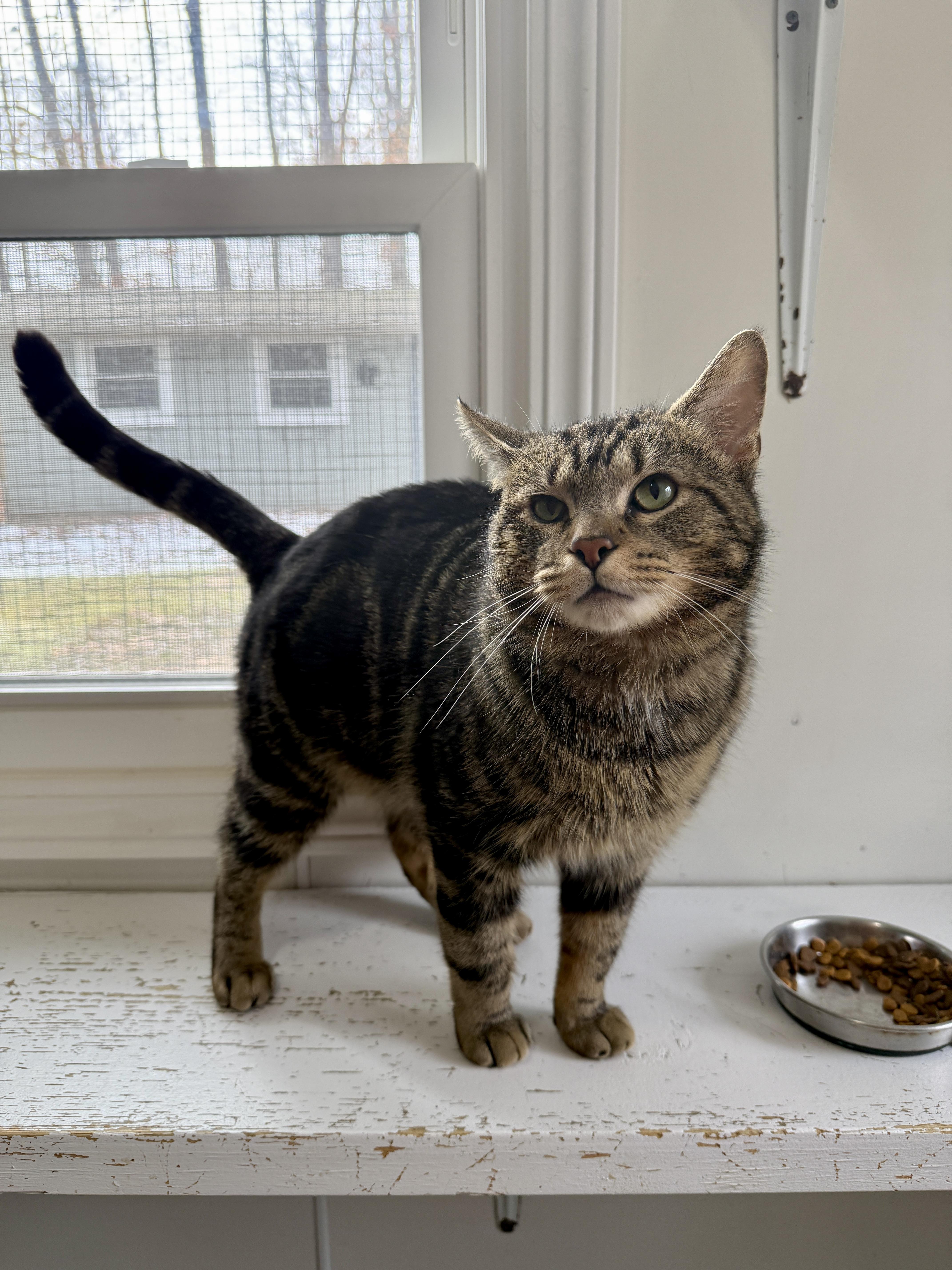 George McFly, ADOPTABLE, Young Male Domestic Short Hair.