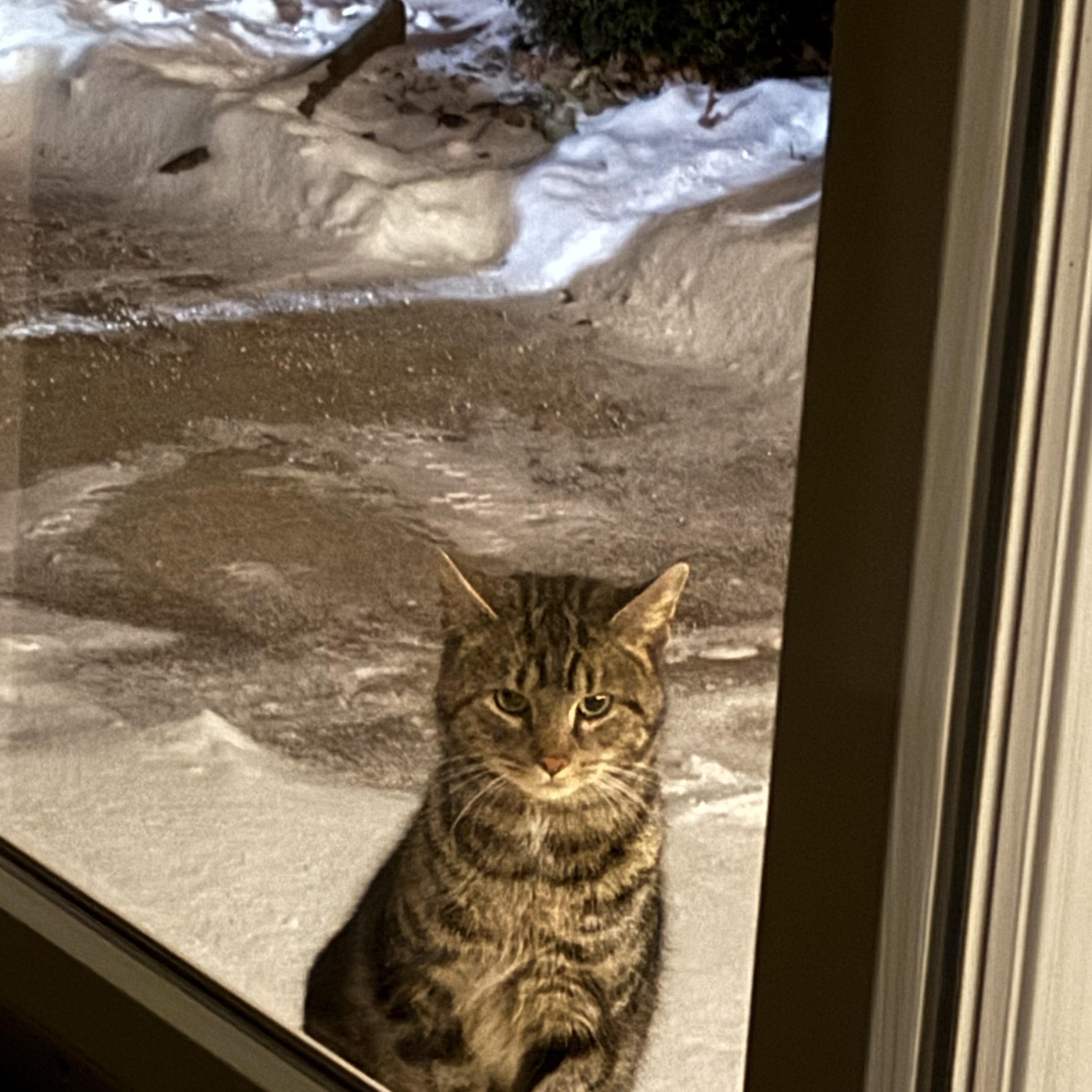 George McFly, a ADOPTABLE Domestic Short Hair in Ashland, OH image 3/6