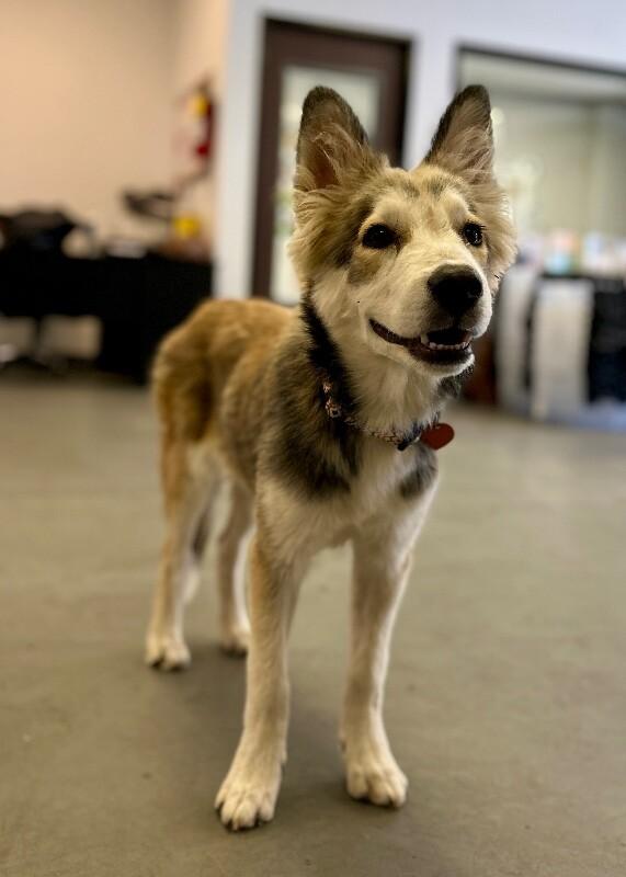 Bandit, Adoptable, Puppy Male Husky & Shepherd.