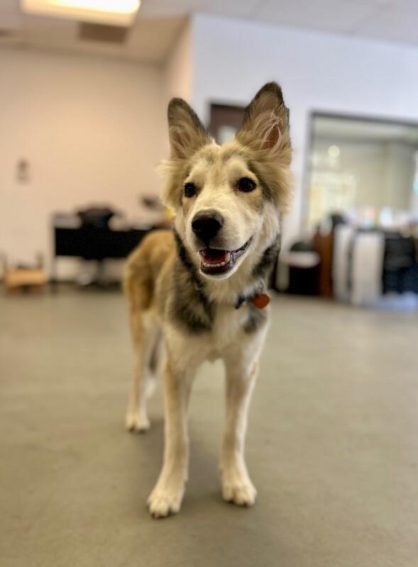Enlarge Bandit, a Adoptable mixed breed in Van Nuys, CA image 2/6