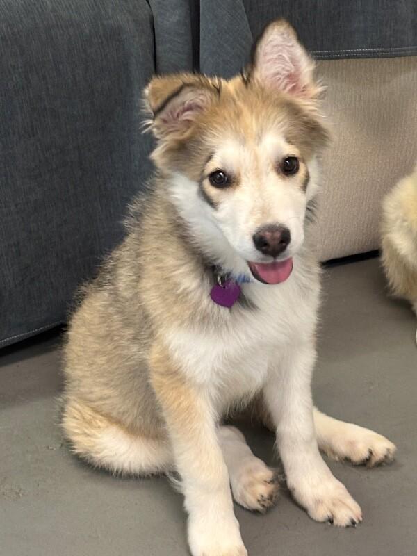 Enlarge Bandit, a Adoptable mixed breed in Van Nuys, CA image 3/6