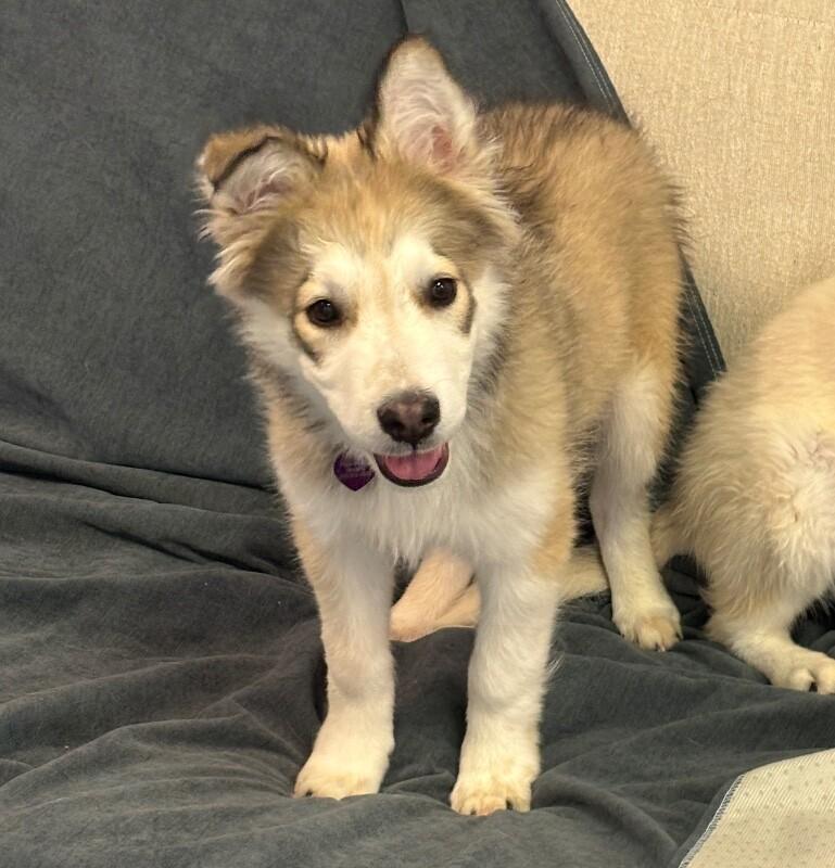 Enlarge Bandit, a Adoptable mixed breed in Van Nuys, CA image 4/6