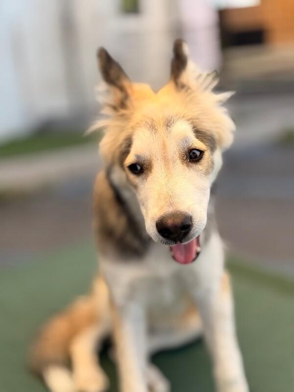 Enlarge Bandit, a Adoptable mixed breed in Van Nuys, CA image 5/6