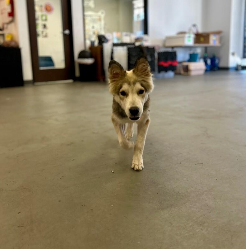 Enlarge Bandit, a Adoptable mixed breed in Van Nuys, CA image 6/6