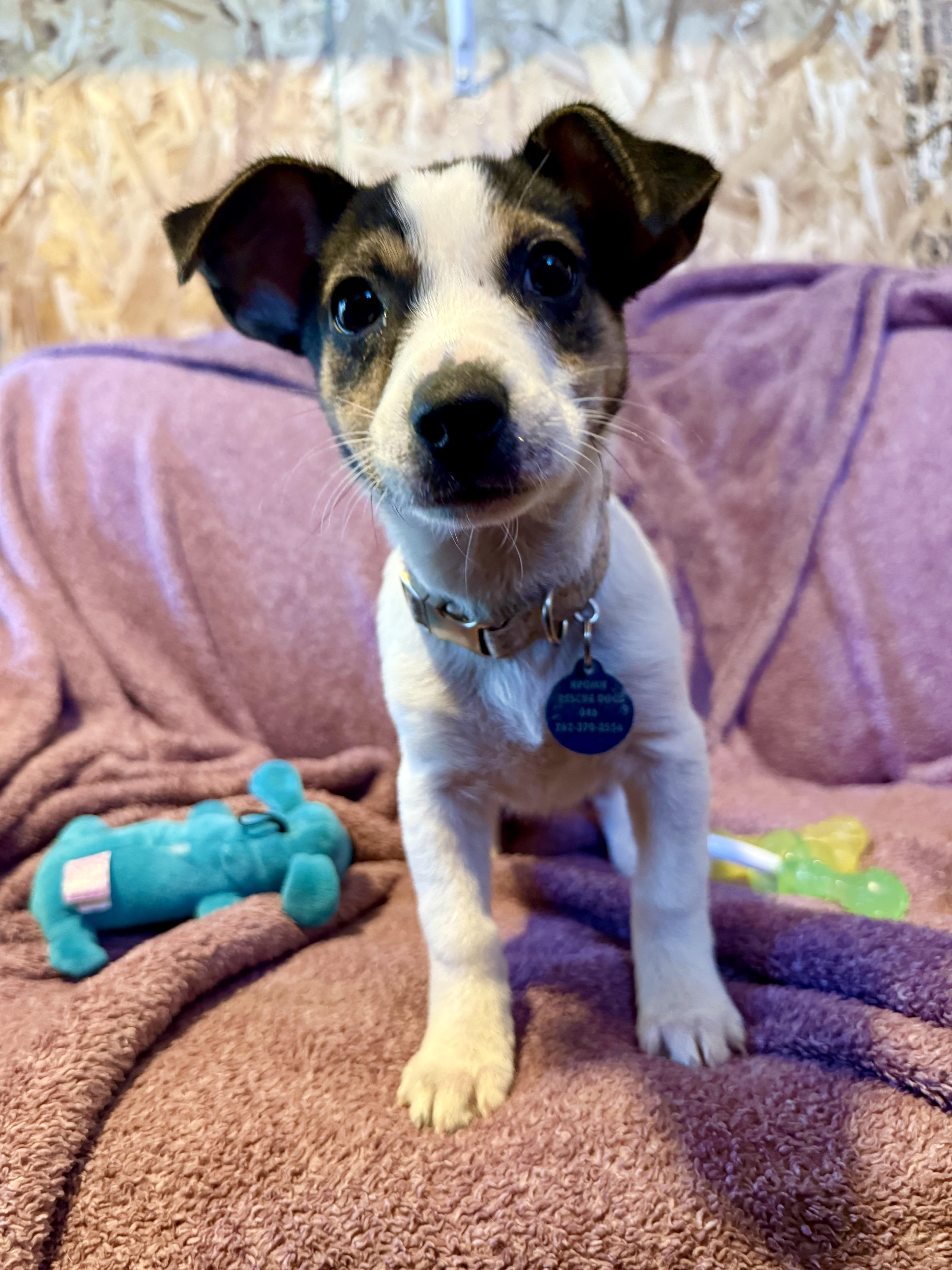 Enlarge Letty, a Adoptable mixed breed in Waukesha , WI image 1/5