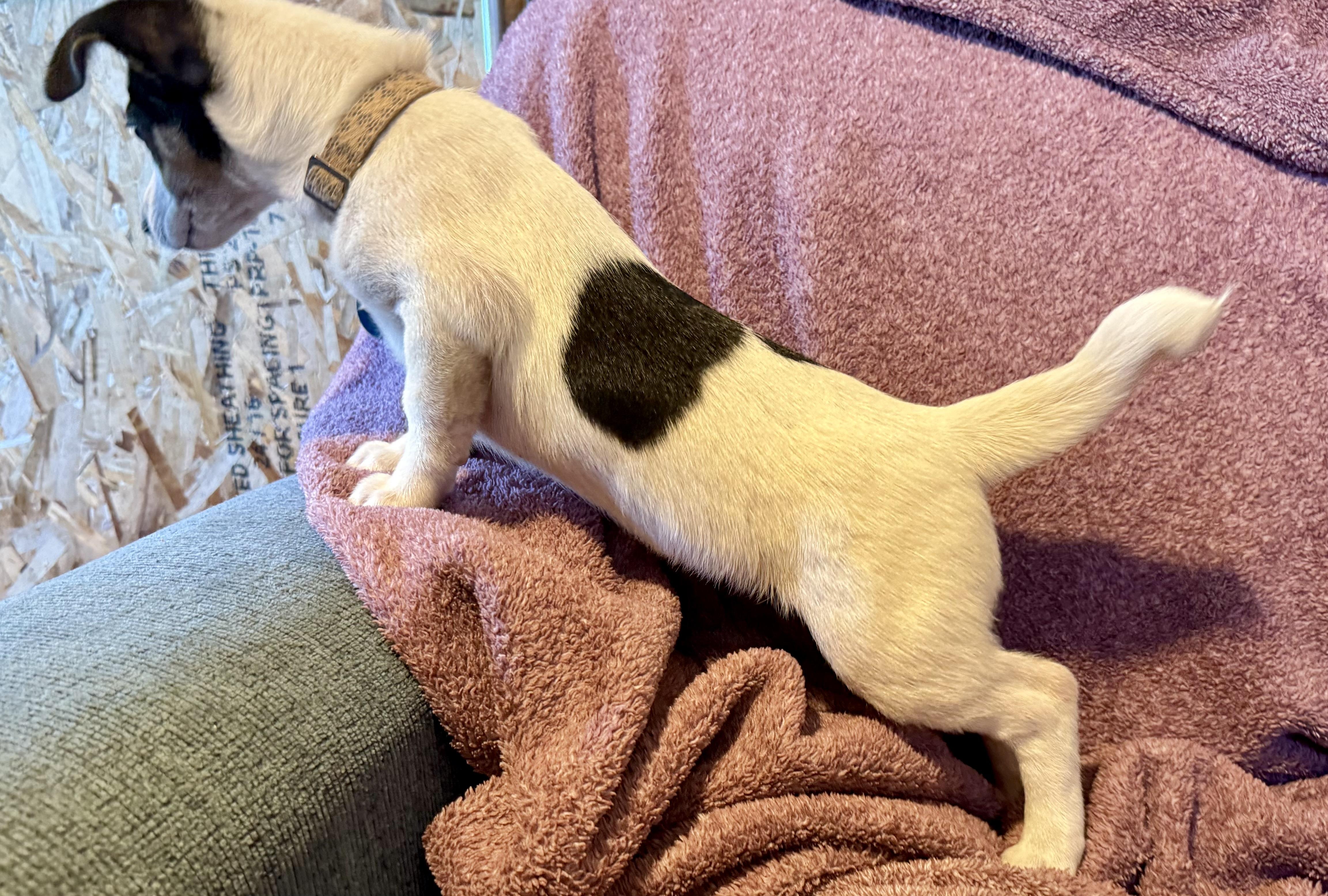 Enlarge Letty, a Adoptable mixed breed in Waukesha , WI image 4/5