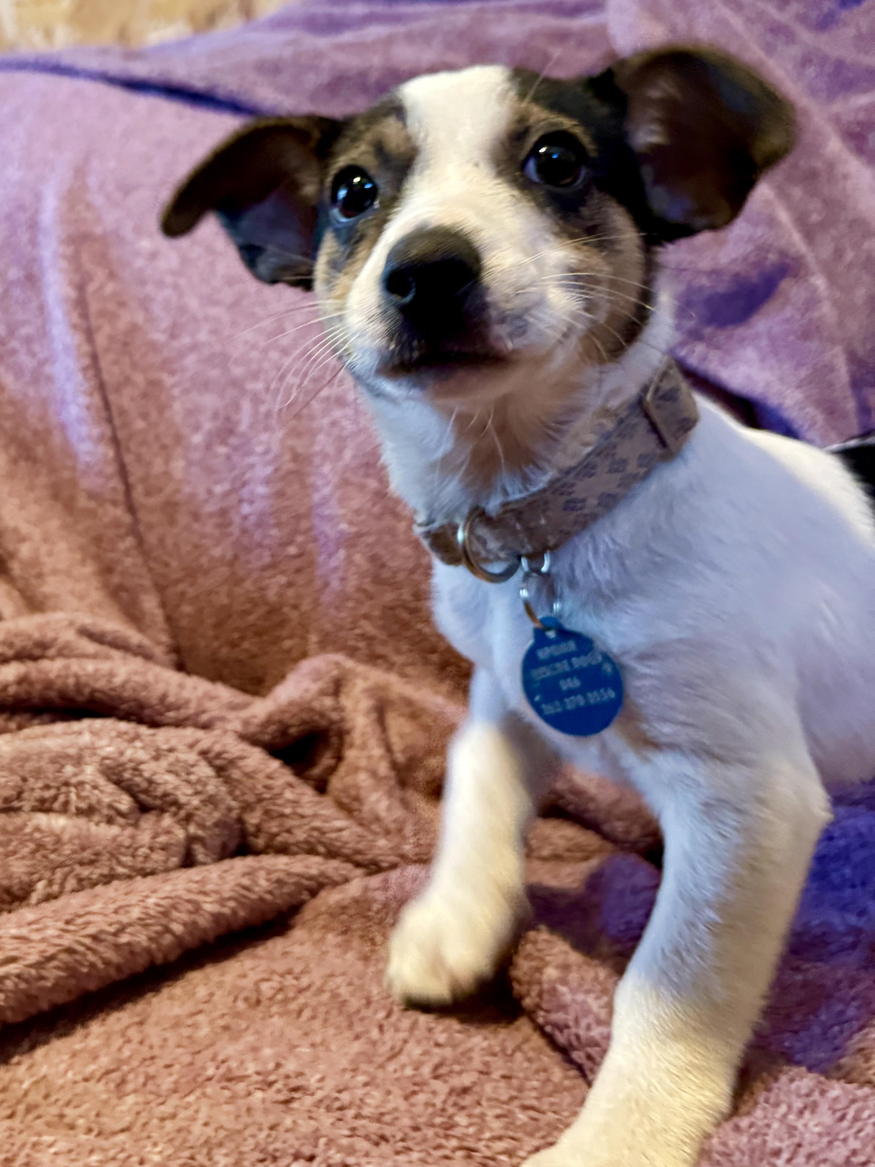 Enlarge Letty, a Adoptable mixed breed in Waukesha , WI image 3/5