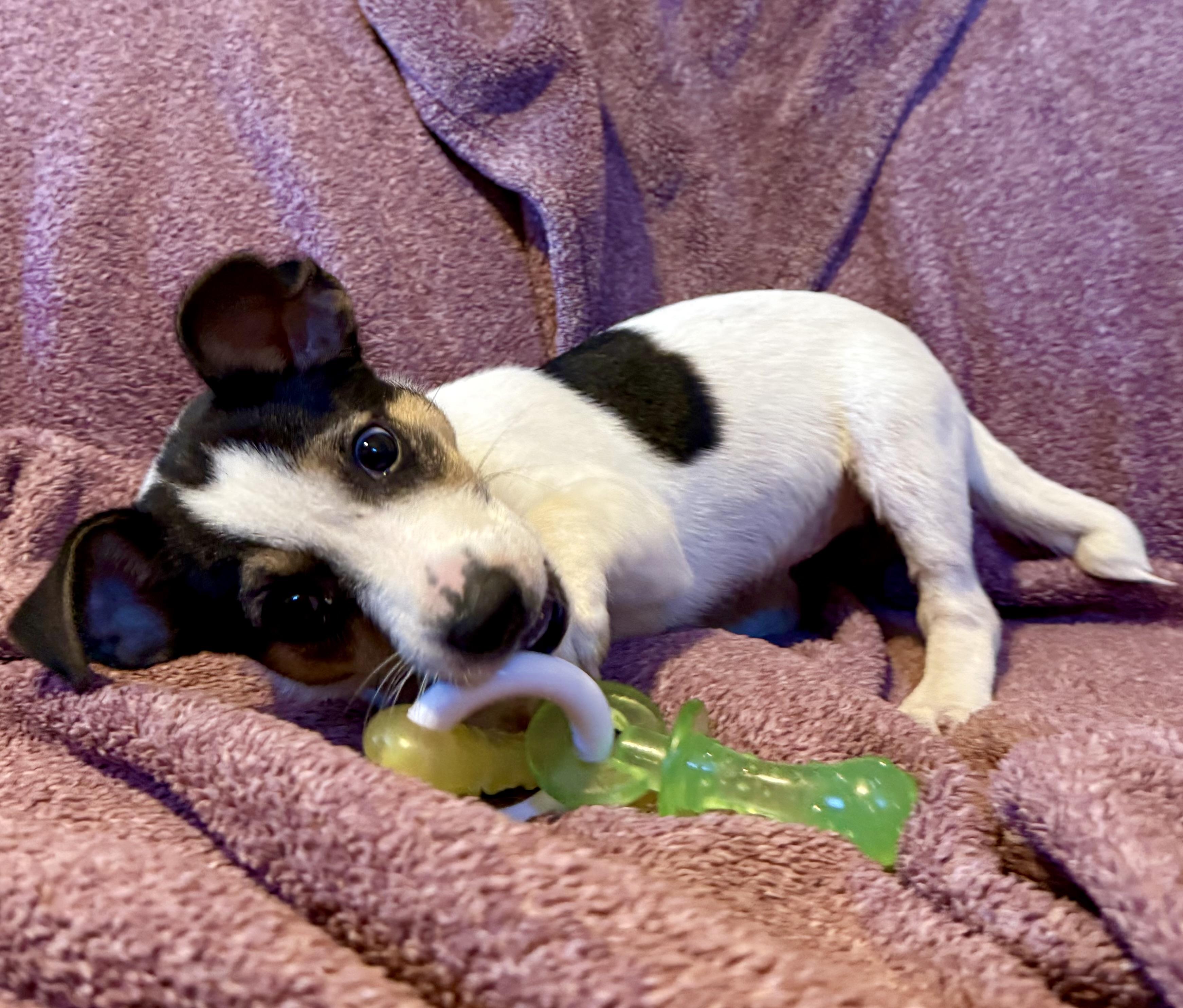 Enlarge Letty, a Adoptable mixed breed in Waukesha , WI image 5/5