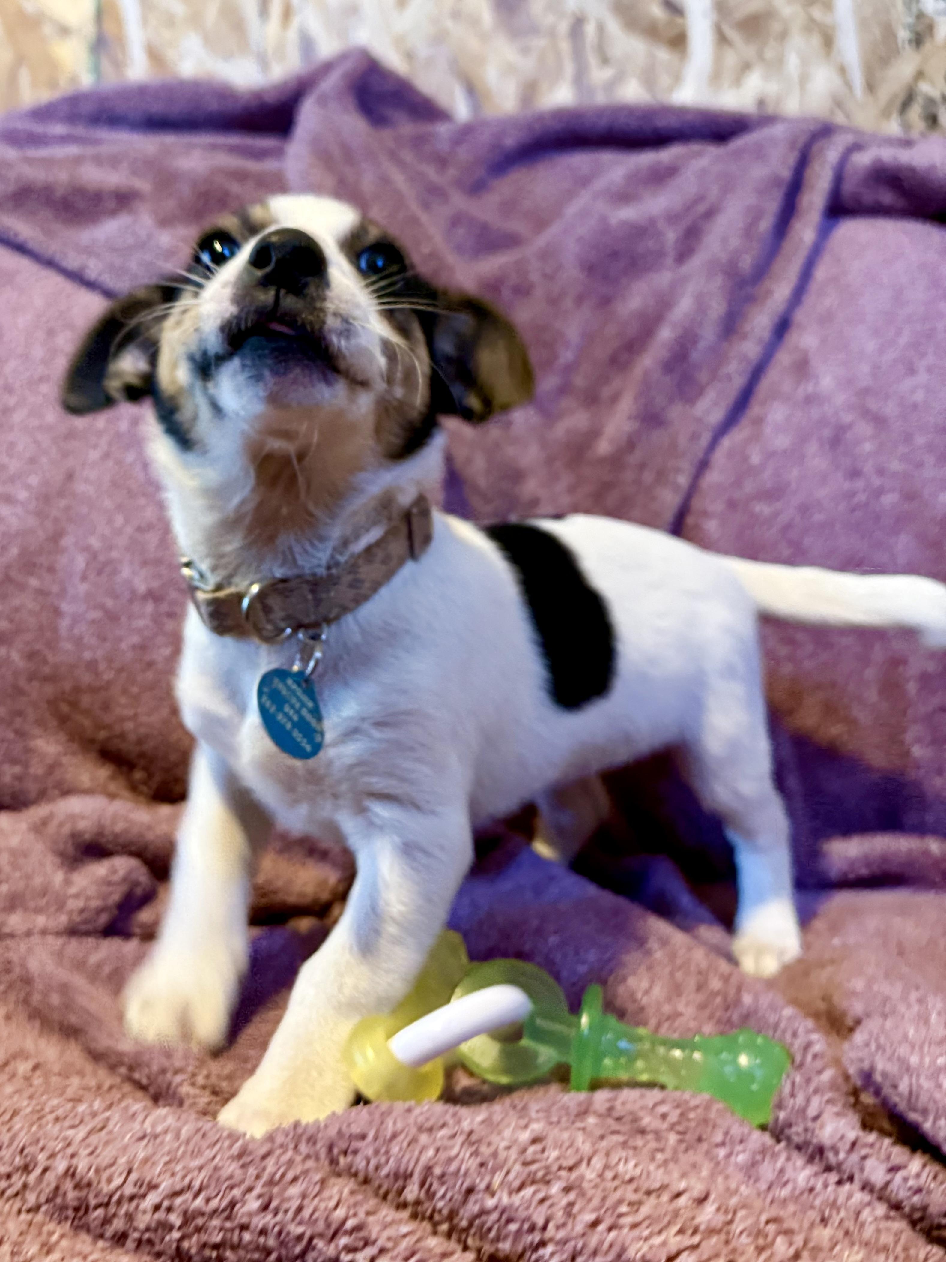 Enlarge Letty, a Adoptable mixed breed in Waukesha , WI image 2/5