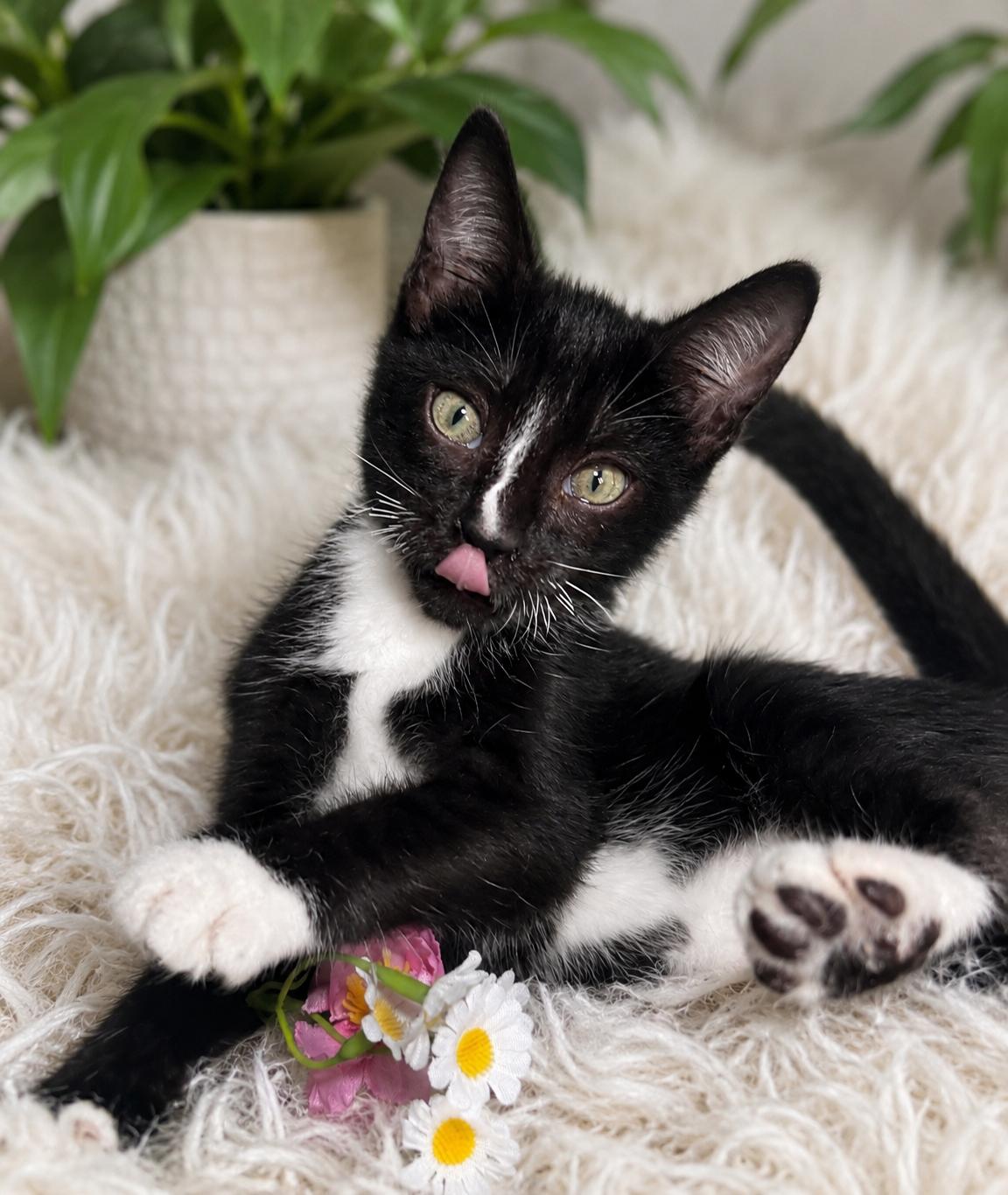 Enlarge Wobbles, a ADOPTABLE Domestic Short Hair in Ocean Springs, MS image 2/3