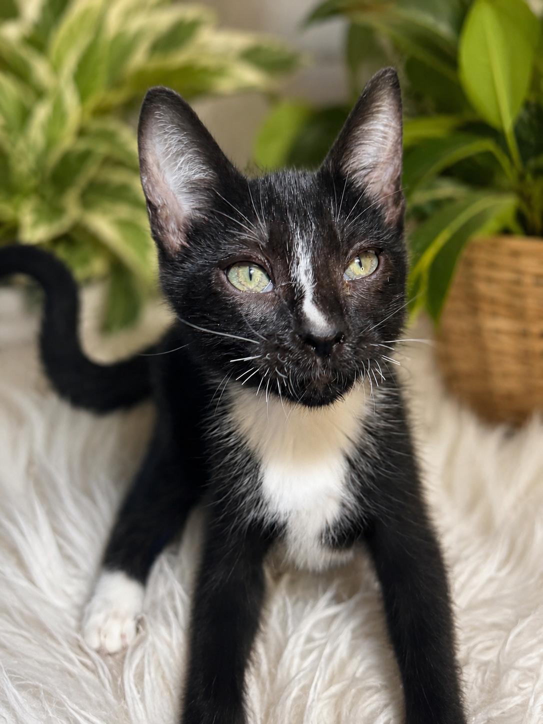 Wobbles, ADOPTABLE, Kitten Male Domestic Short Hair.