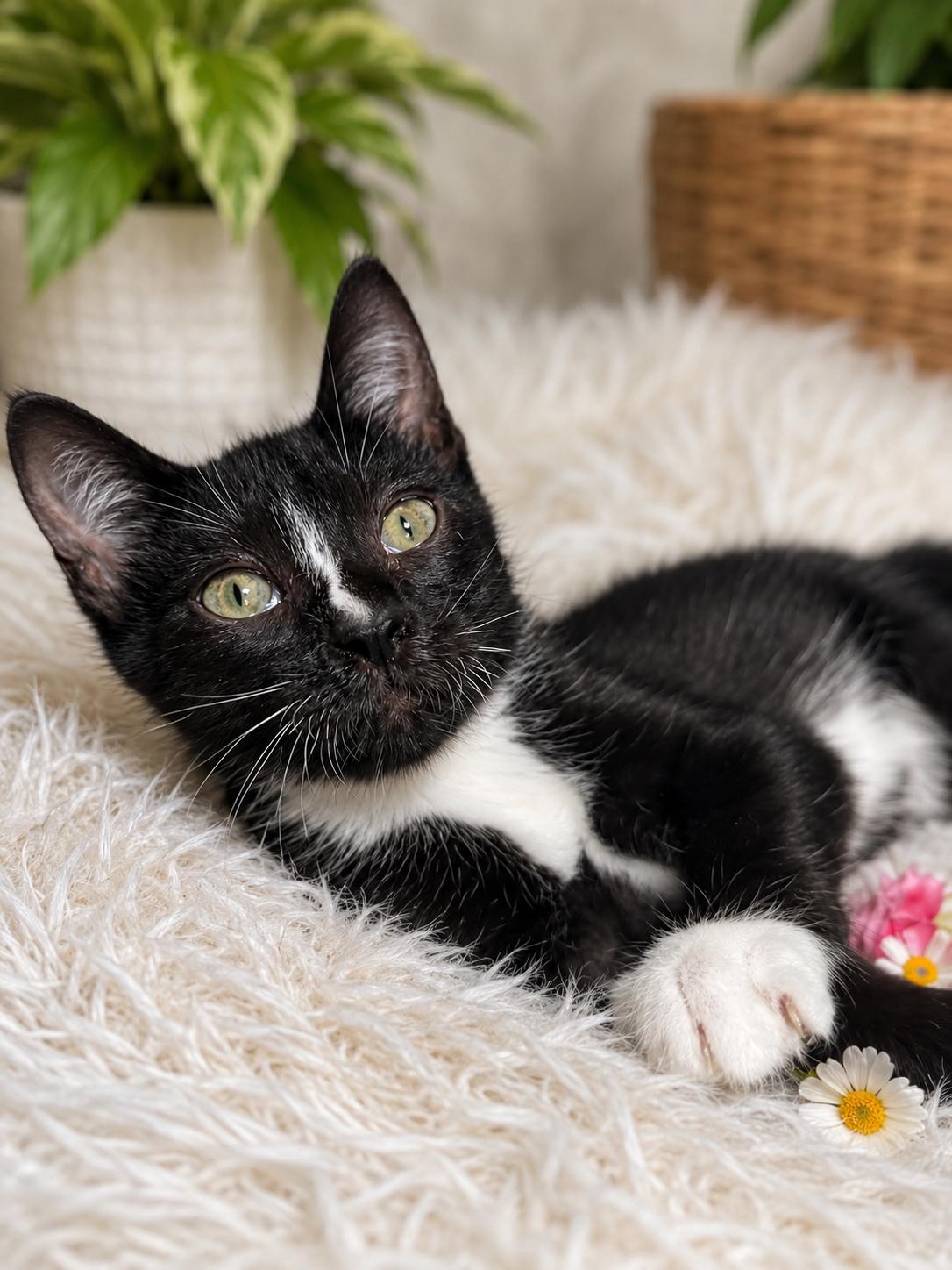 Enlarge Wobbles, a ADOPTABLE Domestic Short Hair in Ocean Springs, MS image 3/3