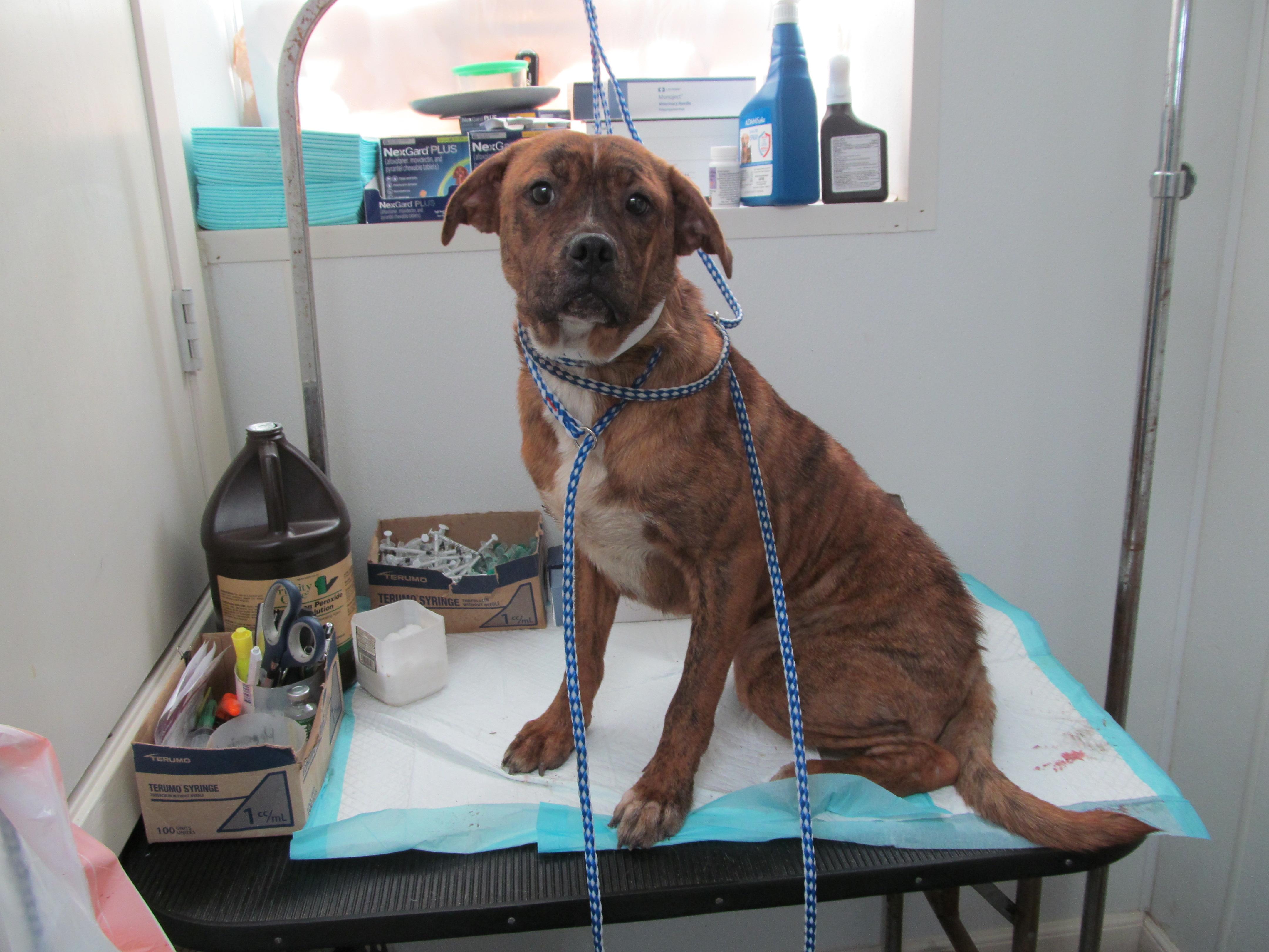 Enlarge Thelma, a Adopted mixed breed in Corpus Christi, TX image 1/1