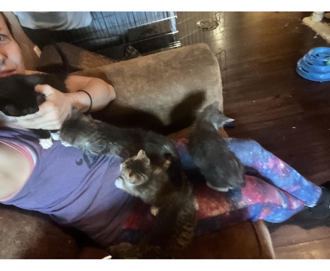 Mellow, an adopted Bombay in Newark valley, NY image 3/5